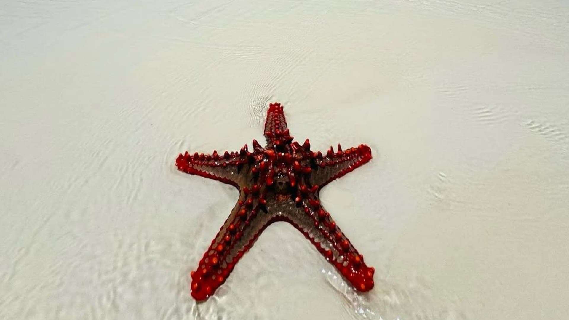 5-Day Zanzibar Packages from Kenya - Image