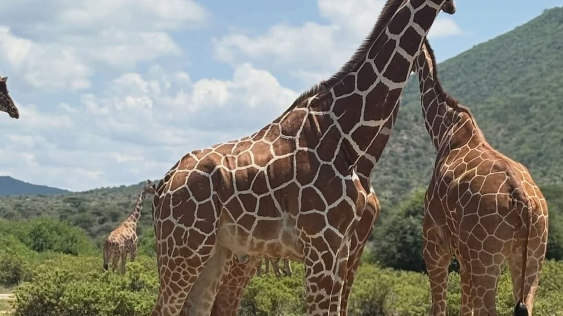 15-Day Ultimate Kenya Wildlife & Scenic Safari - Image