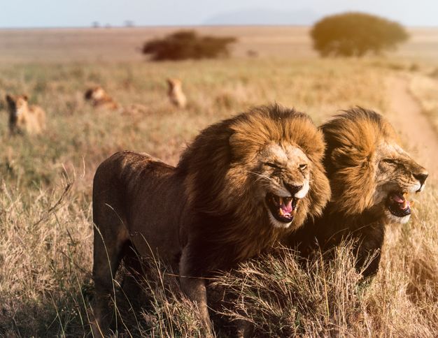 A pride of lions at the Masai Mara National Reserve