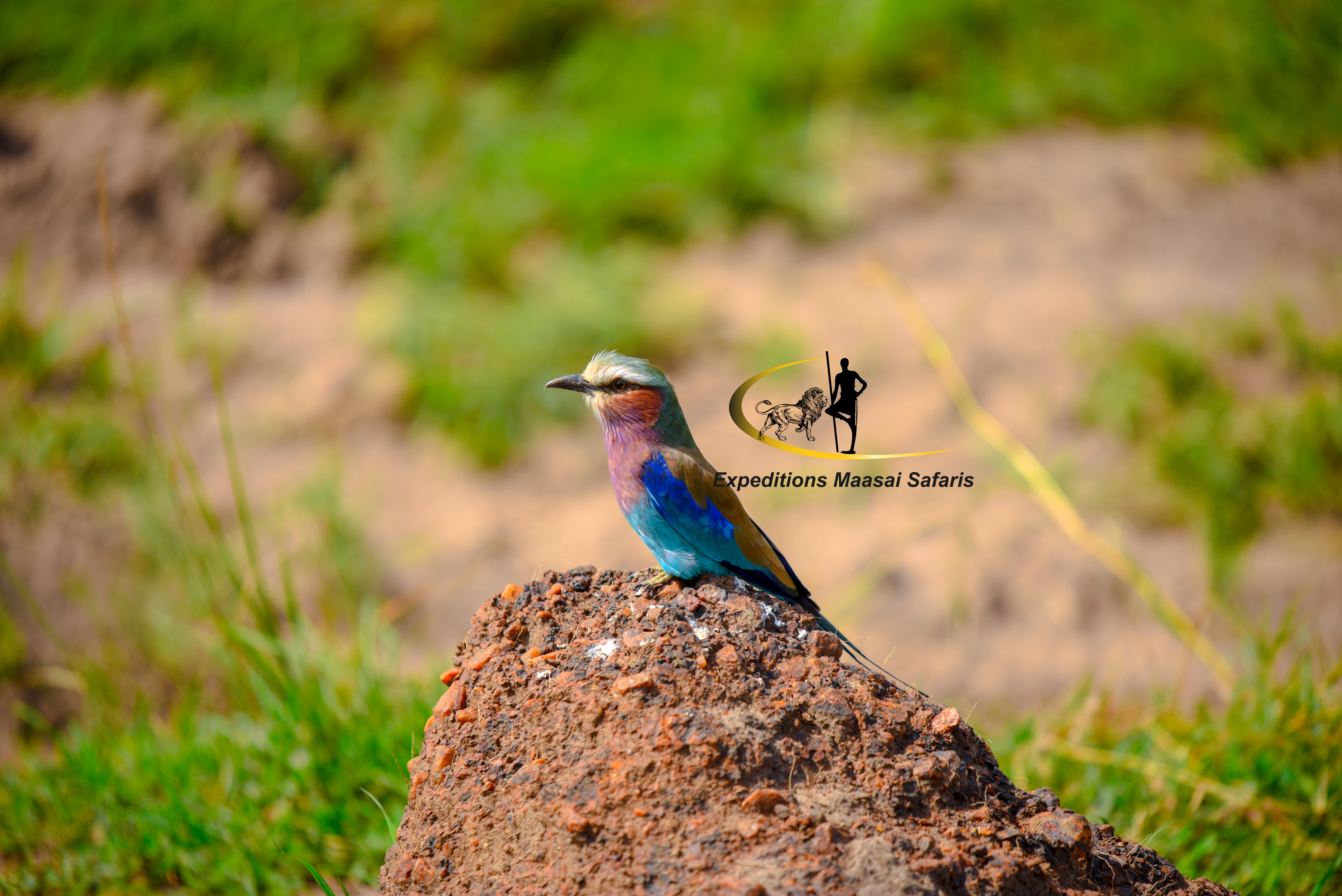 A bird in the Mara
