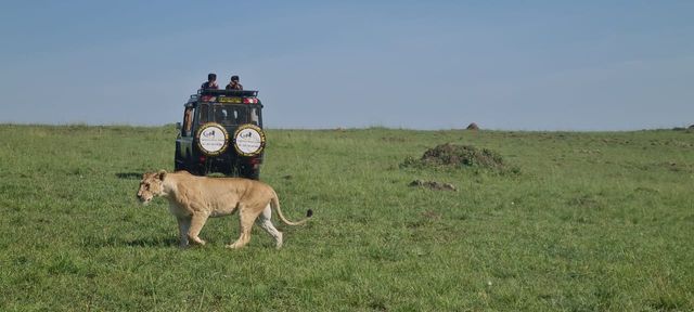 This photo shows A lioness walks past Expeditions Maasai Safaris safari landcruiser at the Masai Mara National Reserve as guests watch on