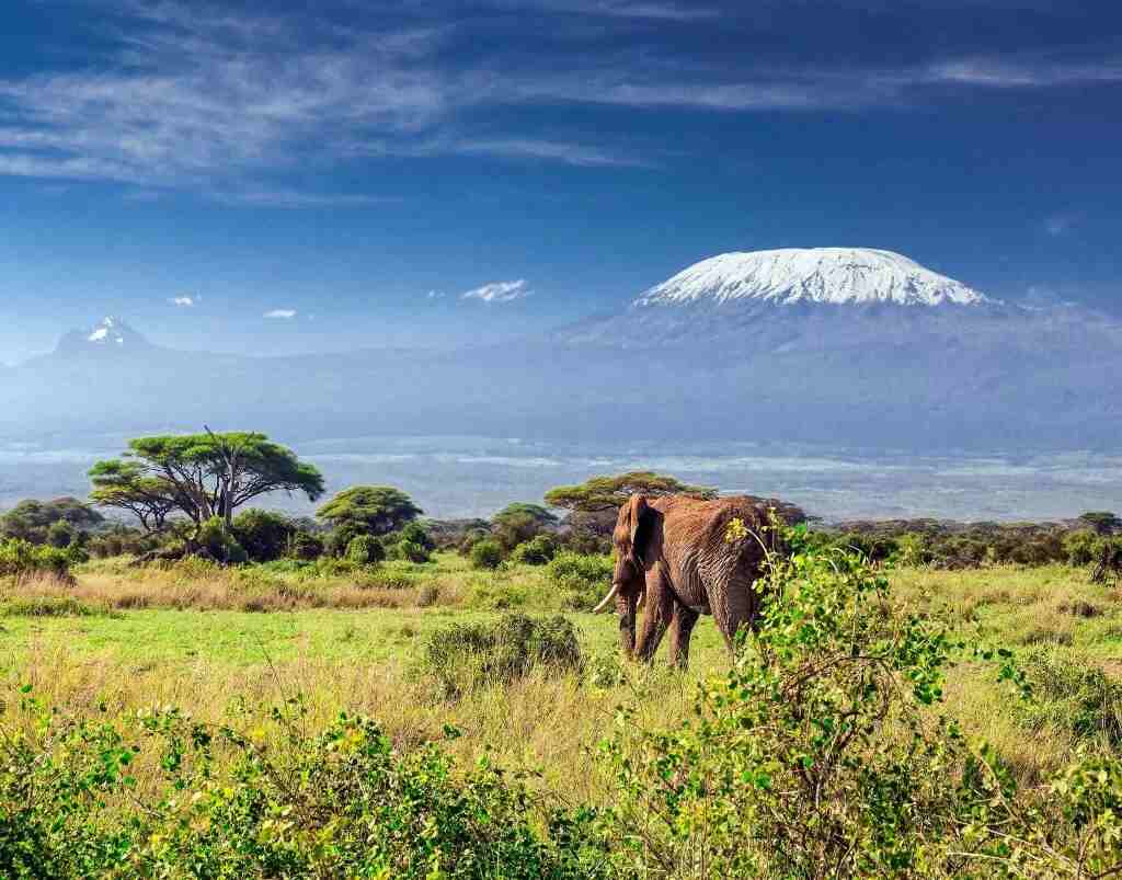 An elephant grazing gracefully at the Amboseli National Park against the magnificent view of Mount Kilimanjaro