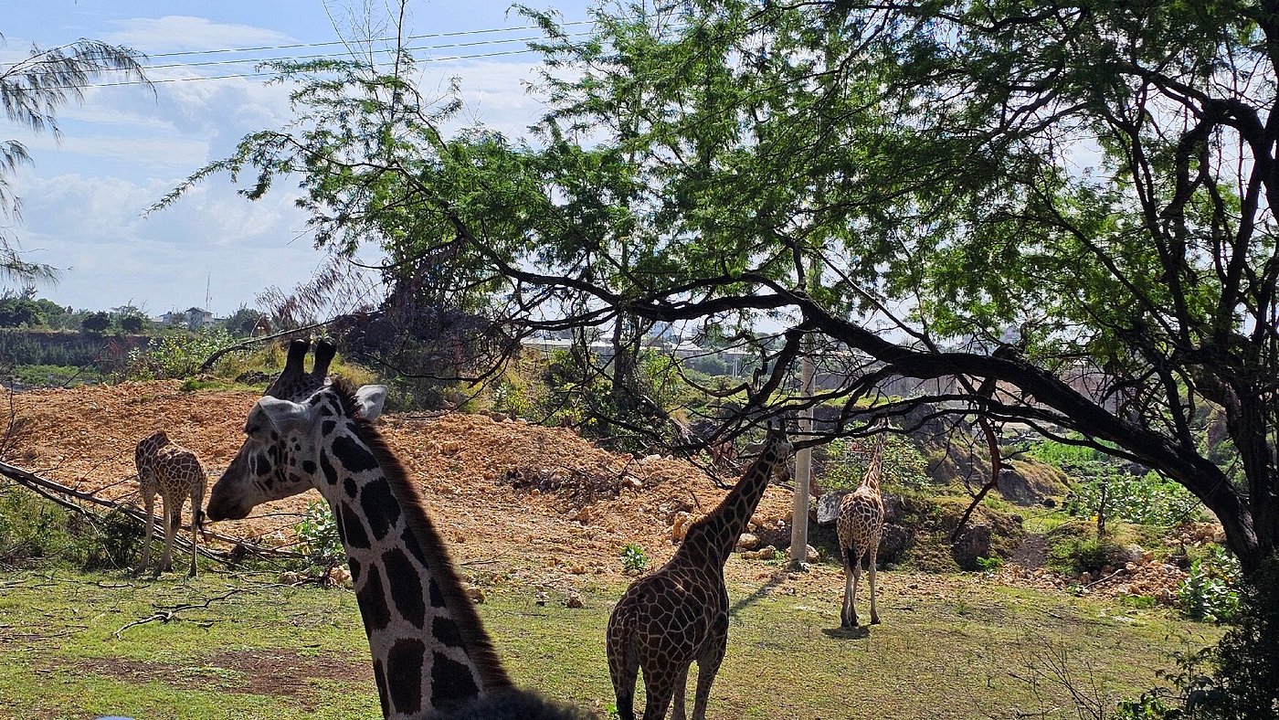 Giraffes at Haller Park in Mombasa