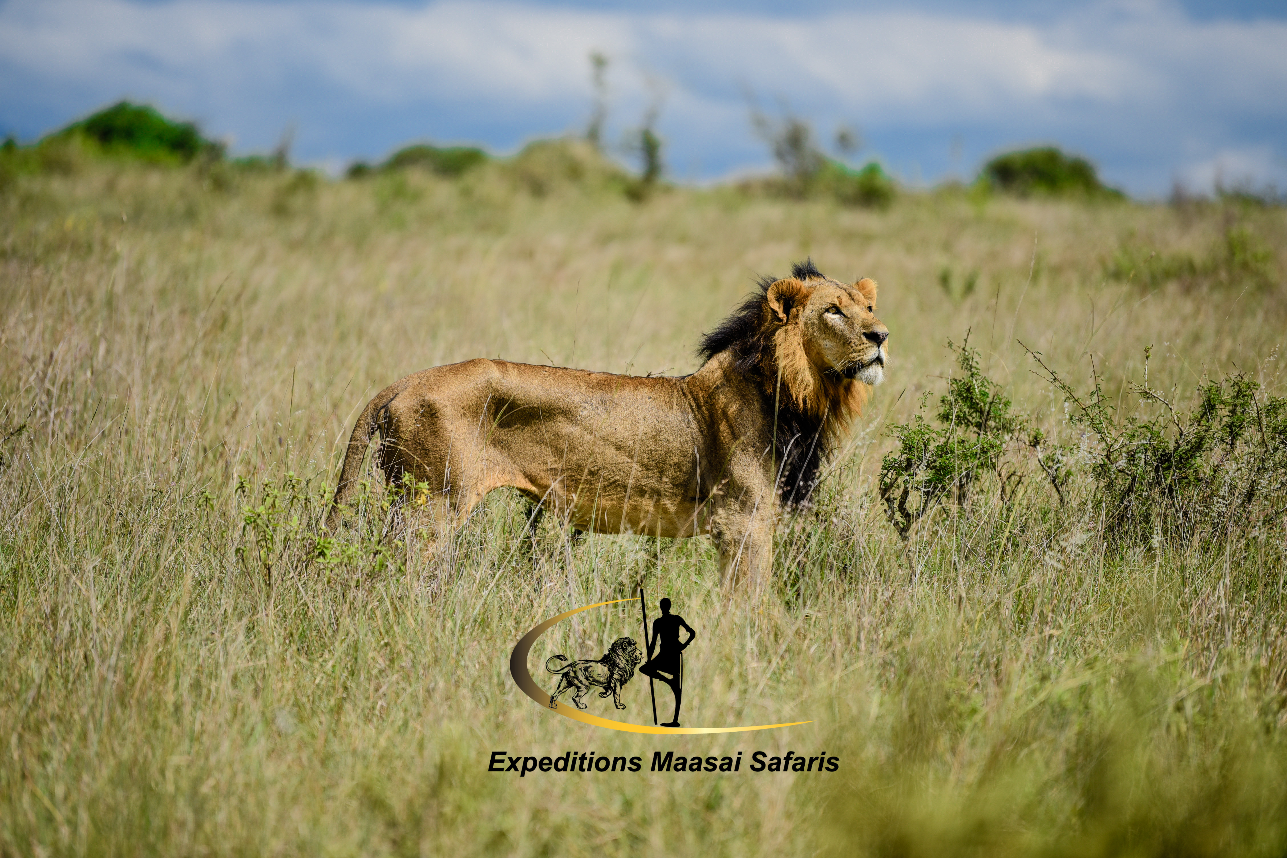 A lion in Nairobi National Park
