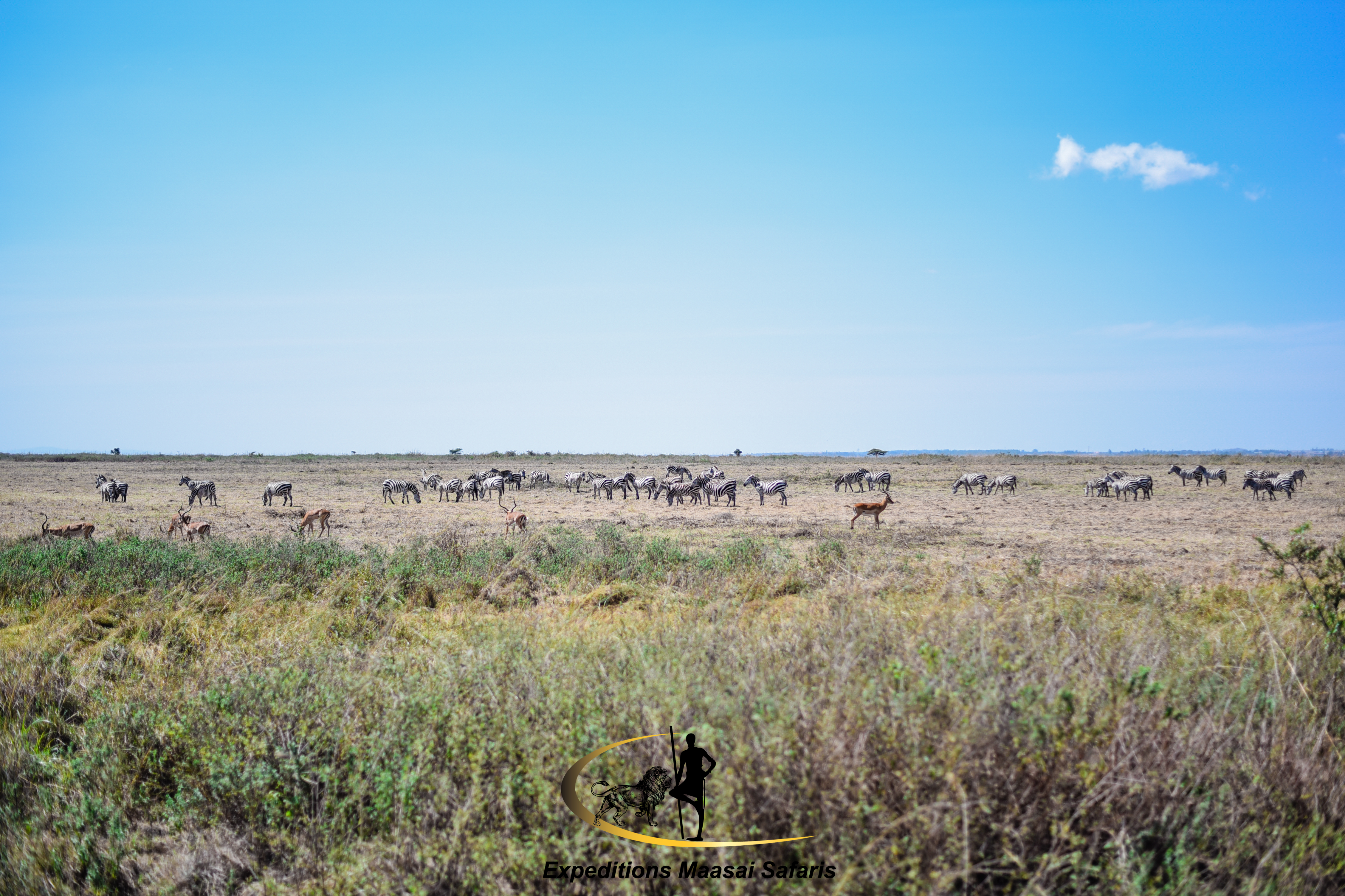 Animals in Nairobi National Park