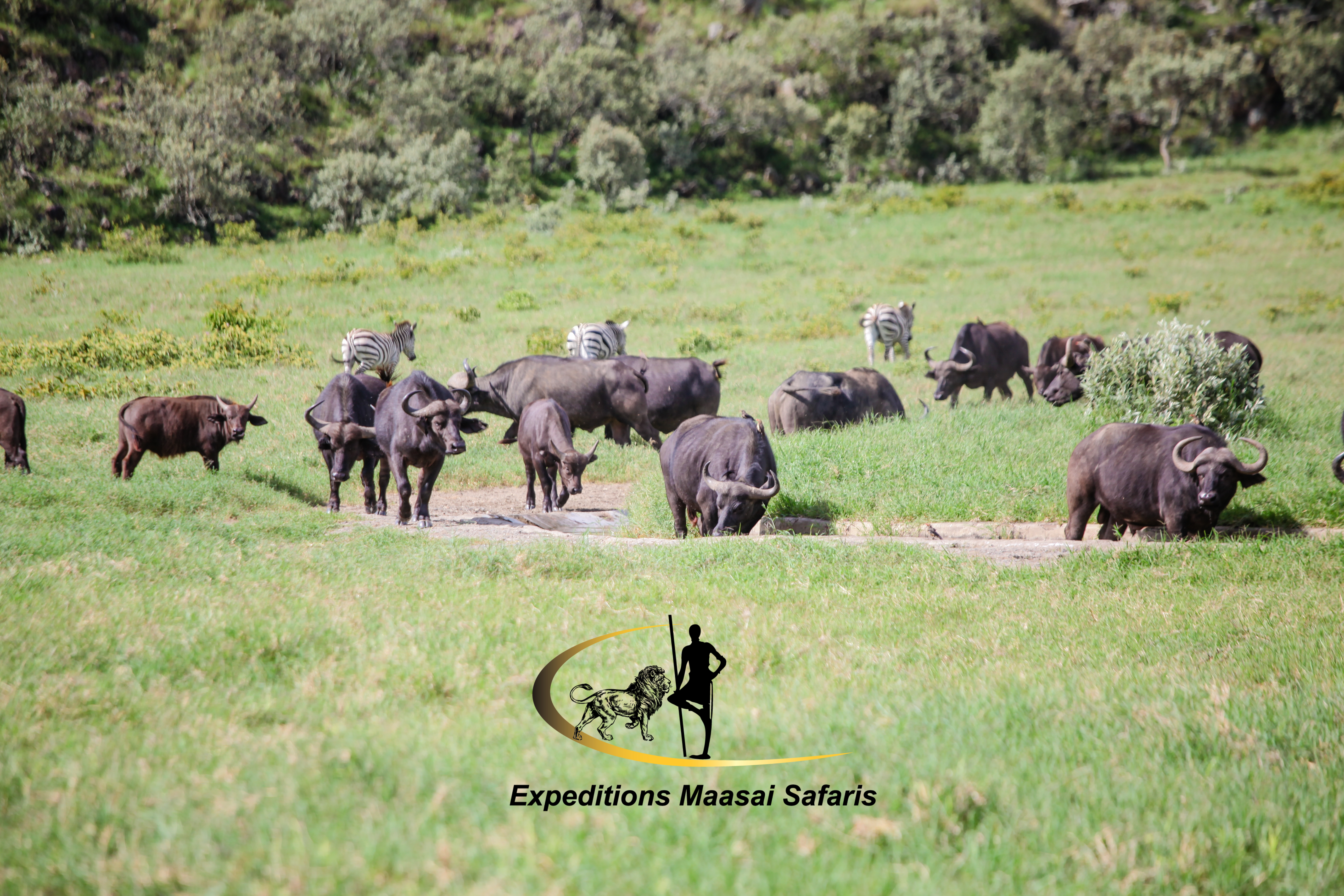 A herd of buffaloes grazing in Hell's Gate National Park