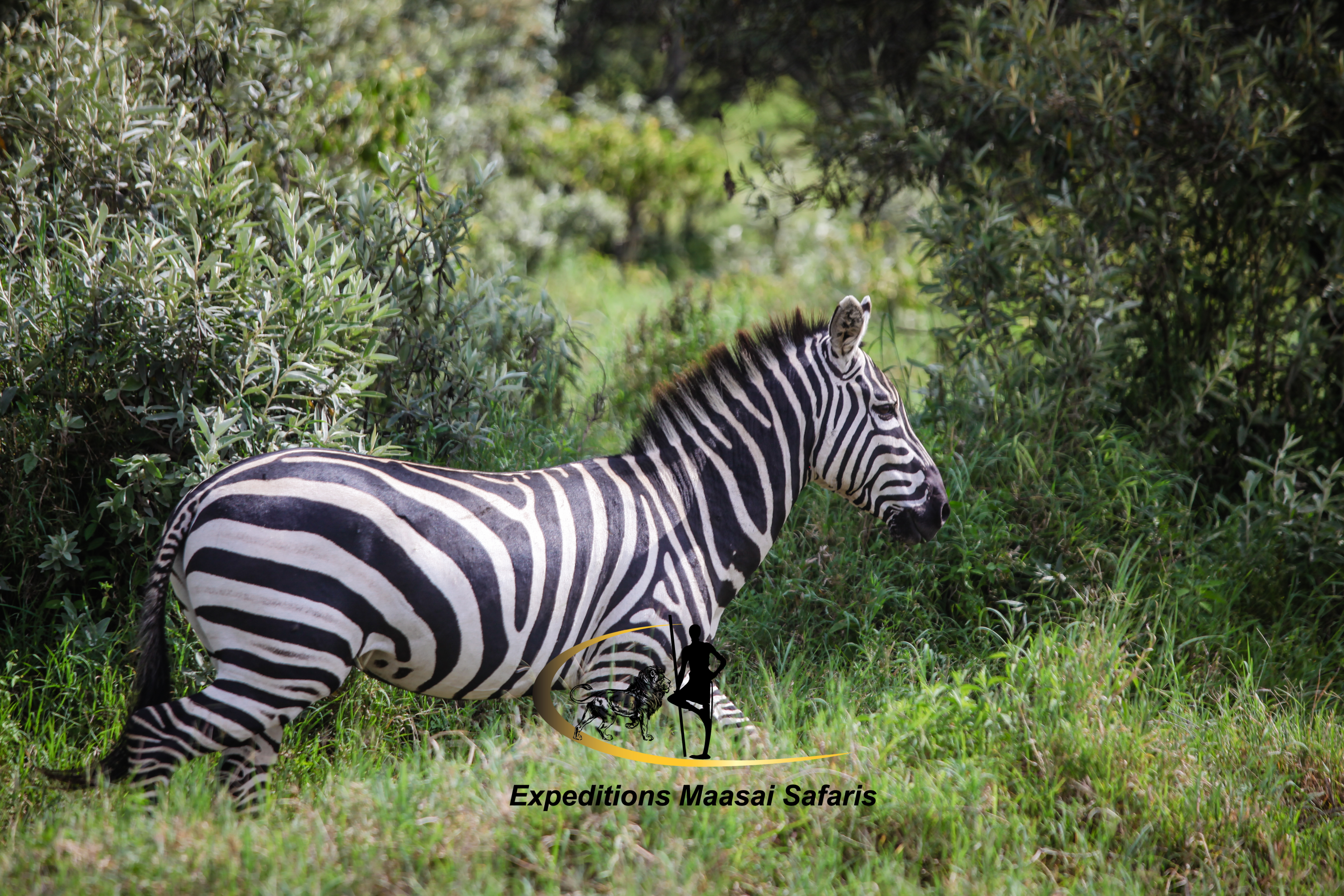 A zebra in Nairobi National Park