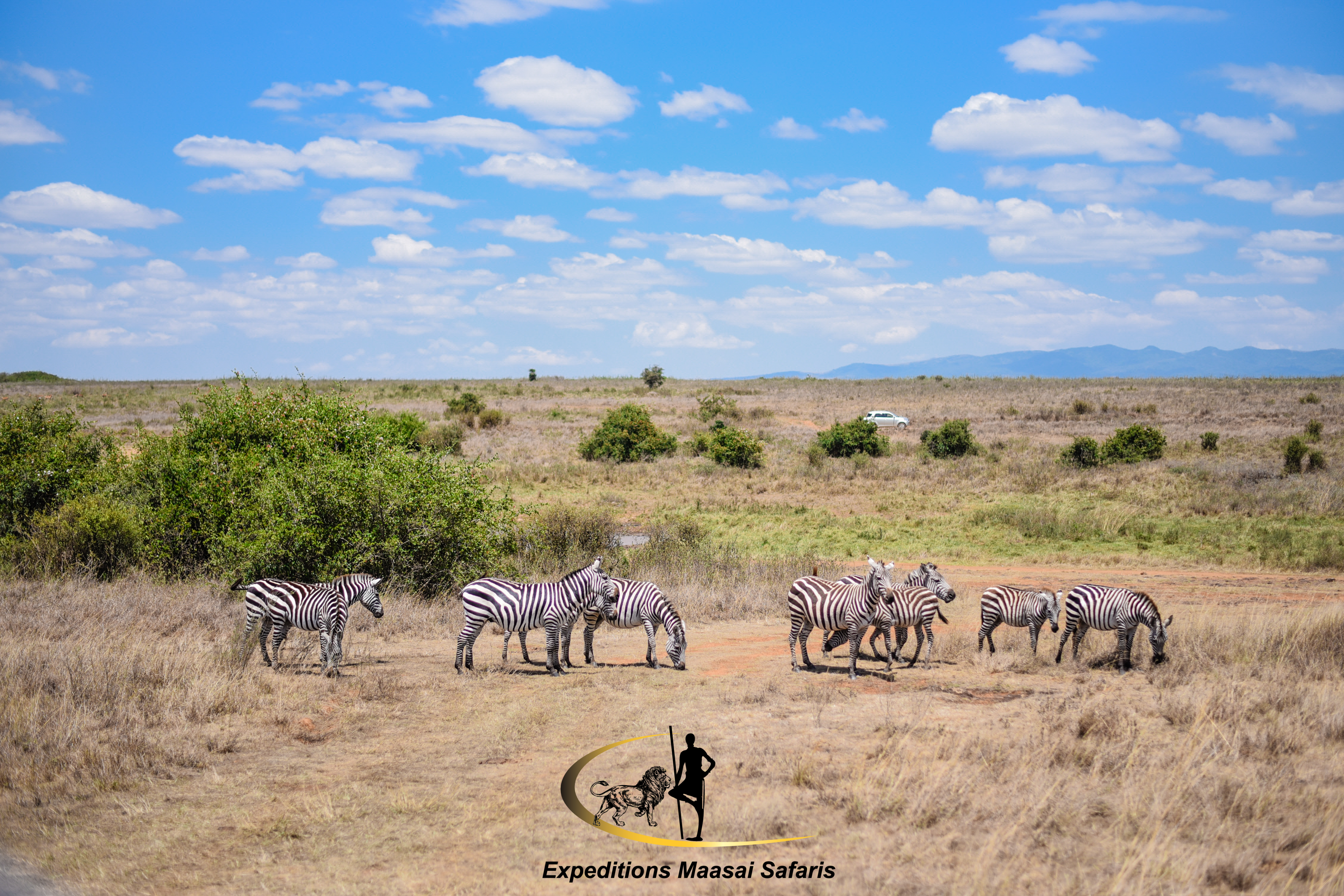 Zebras in Nairobi National Park