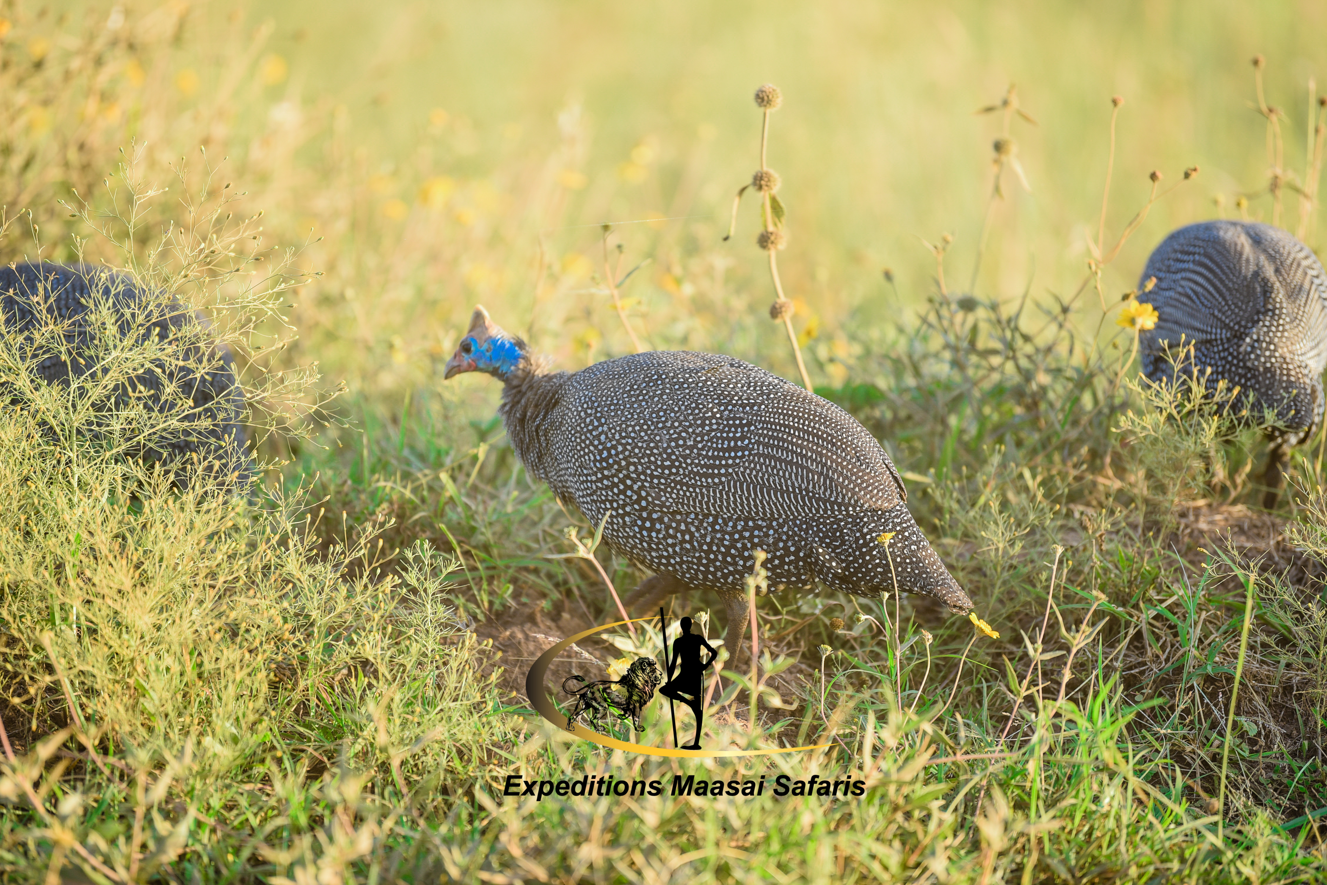 A helmeted guineafowl in Nairobi National Park