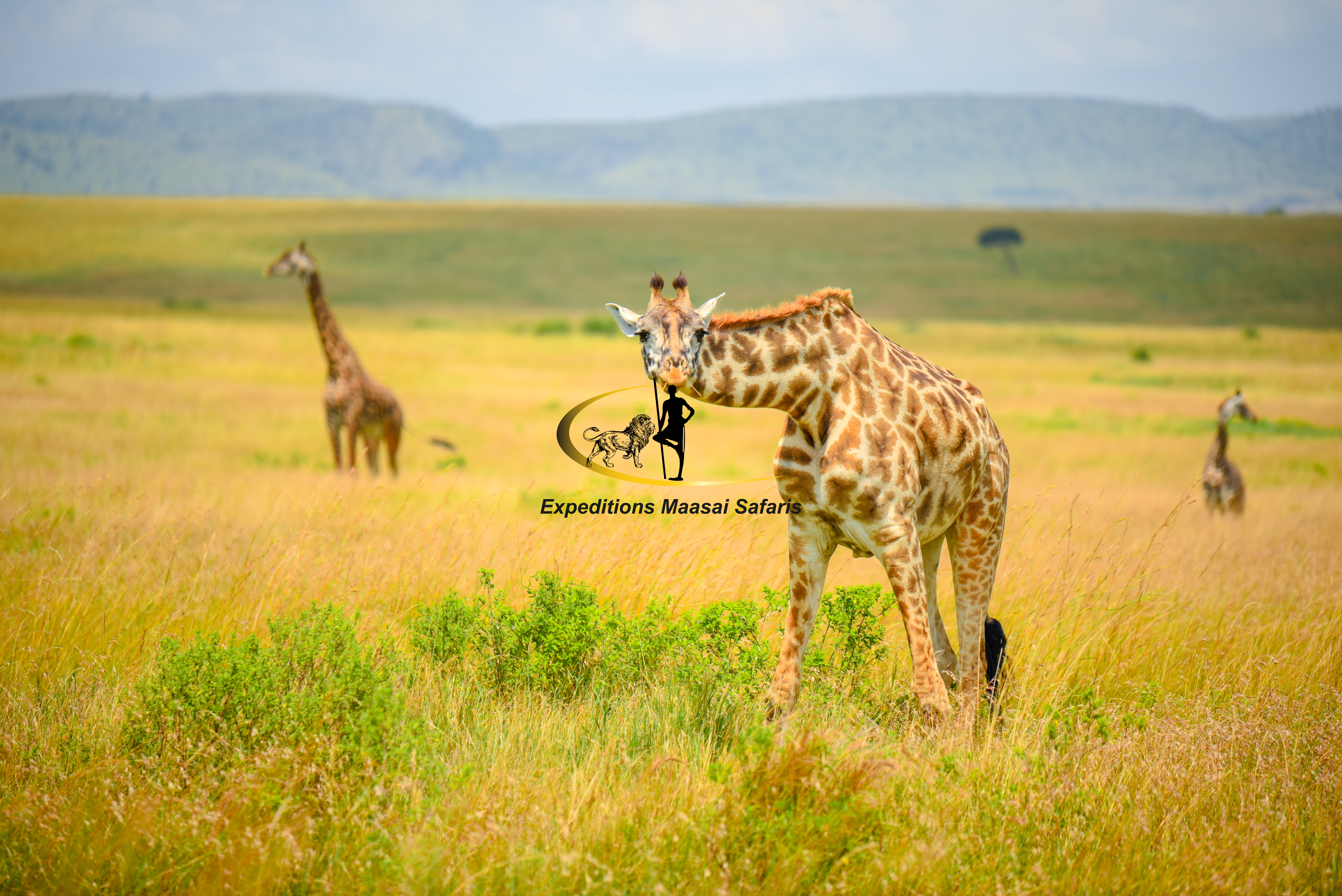 A herd of giraffes grazing in the Mara