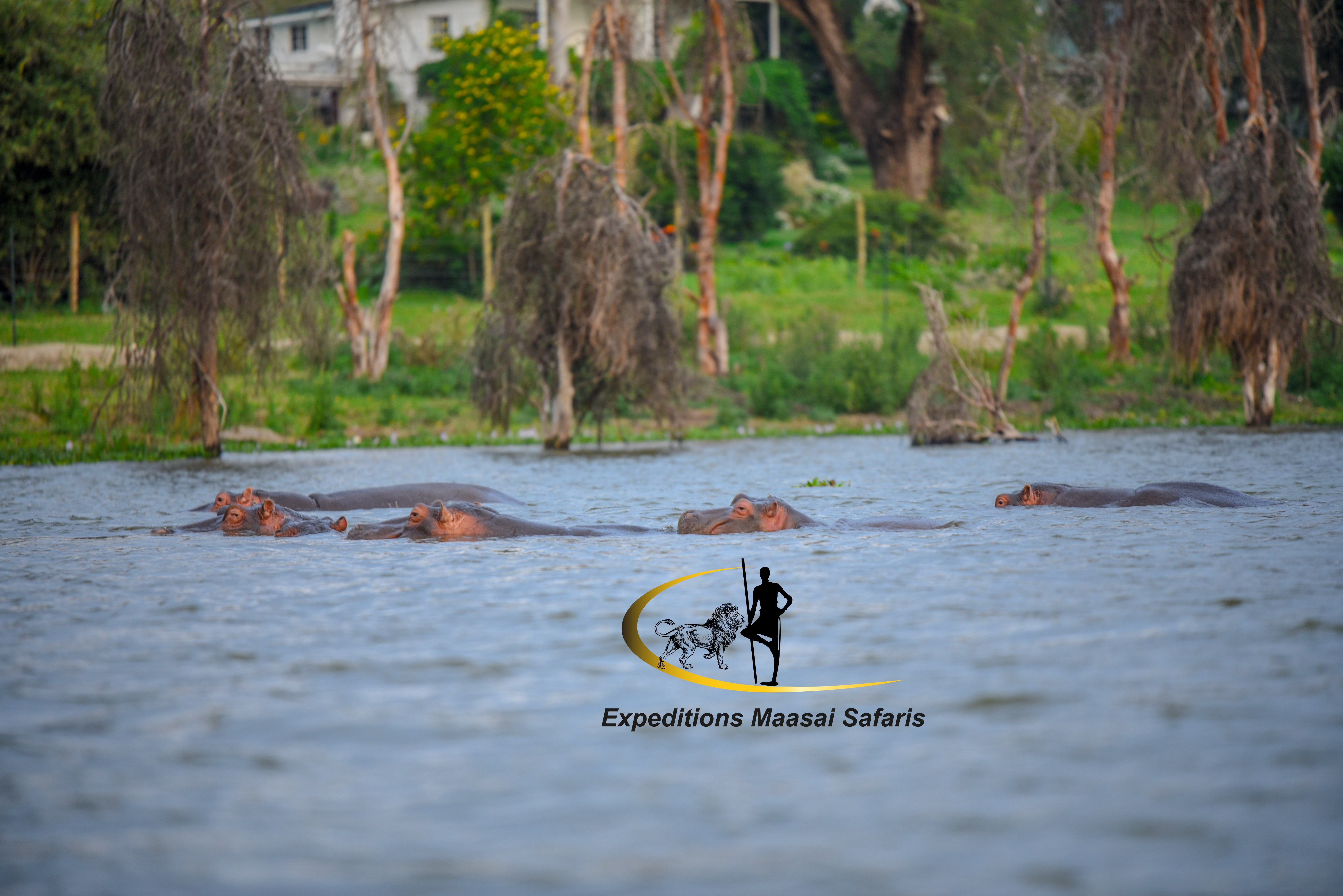 Hippos in Lake Naivasha
