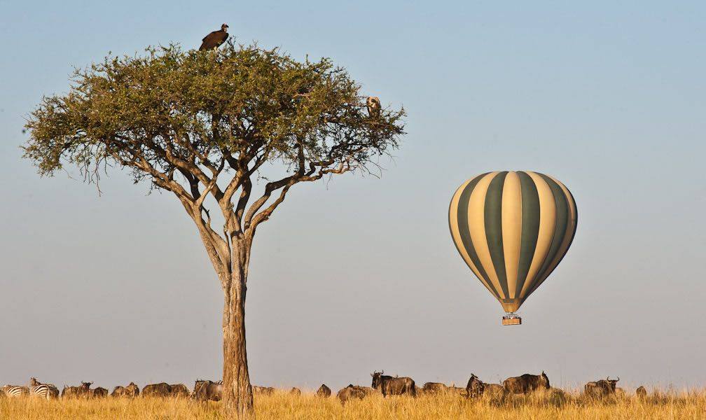 A hot air balloon drifts over a herd of wildebeest at the Masai Mara National Reserve in July 2021