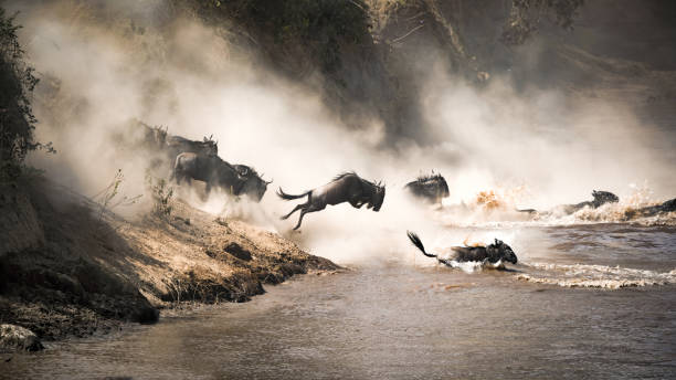 wildebeests crossing Mara River at the Masai Mara National Reserve in Kenya.