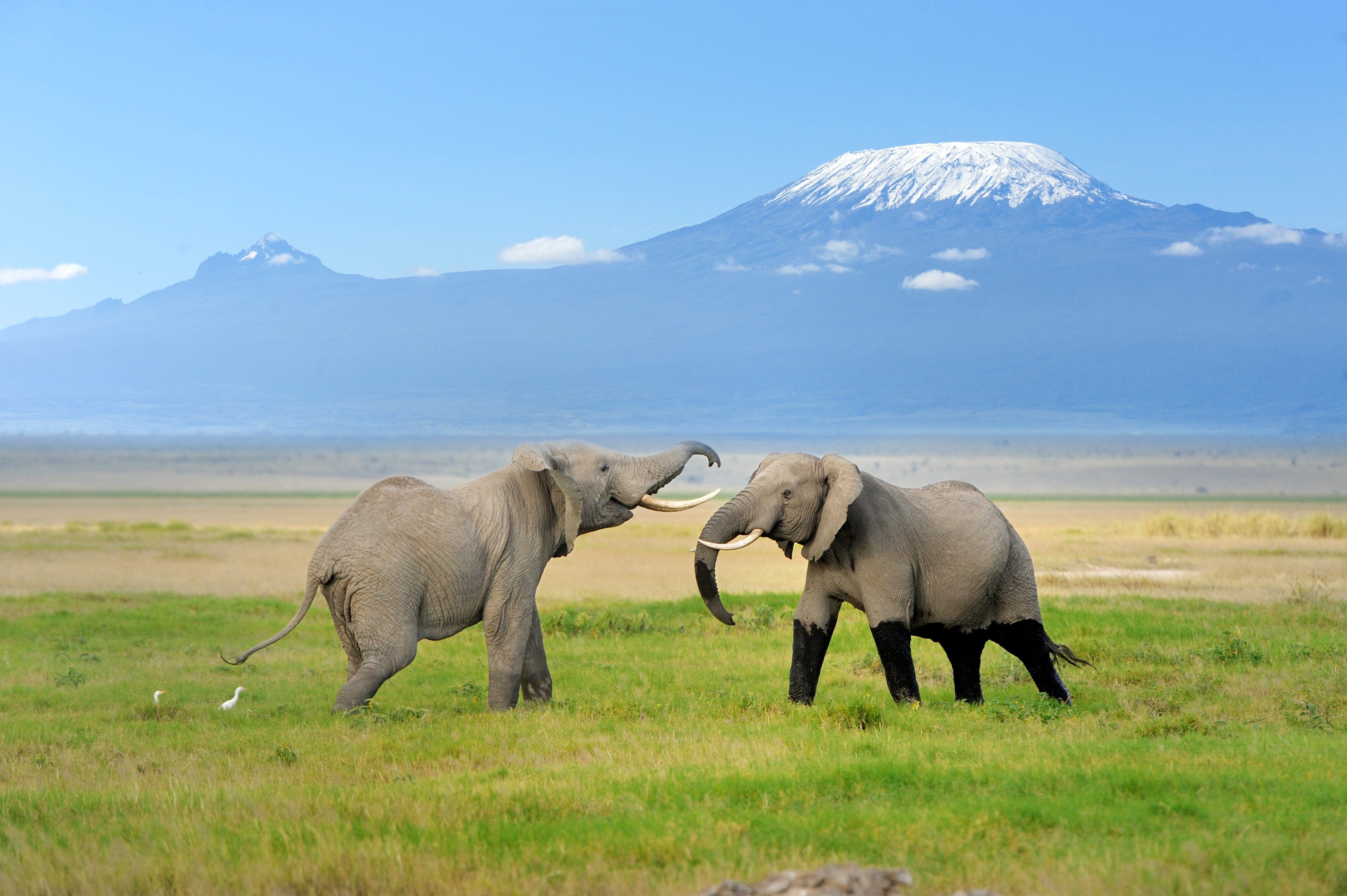 Elephants in Amboseli National Park