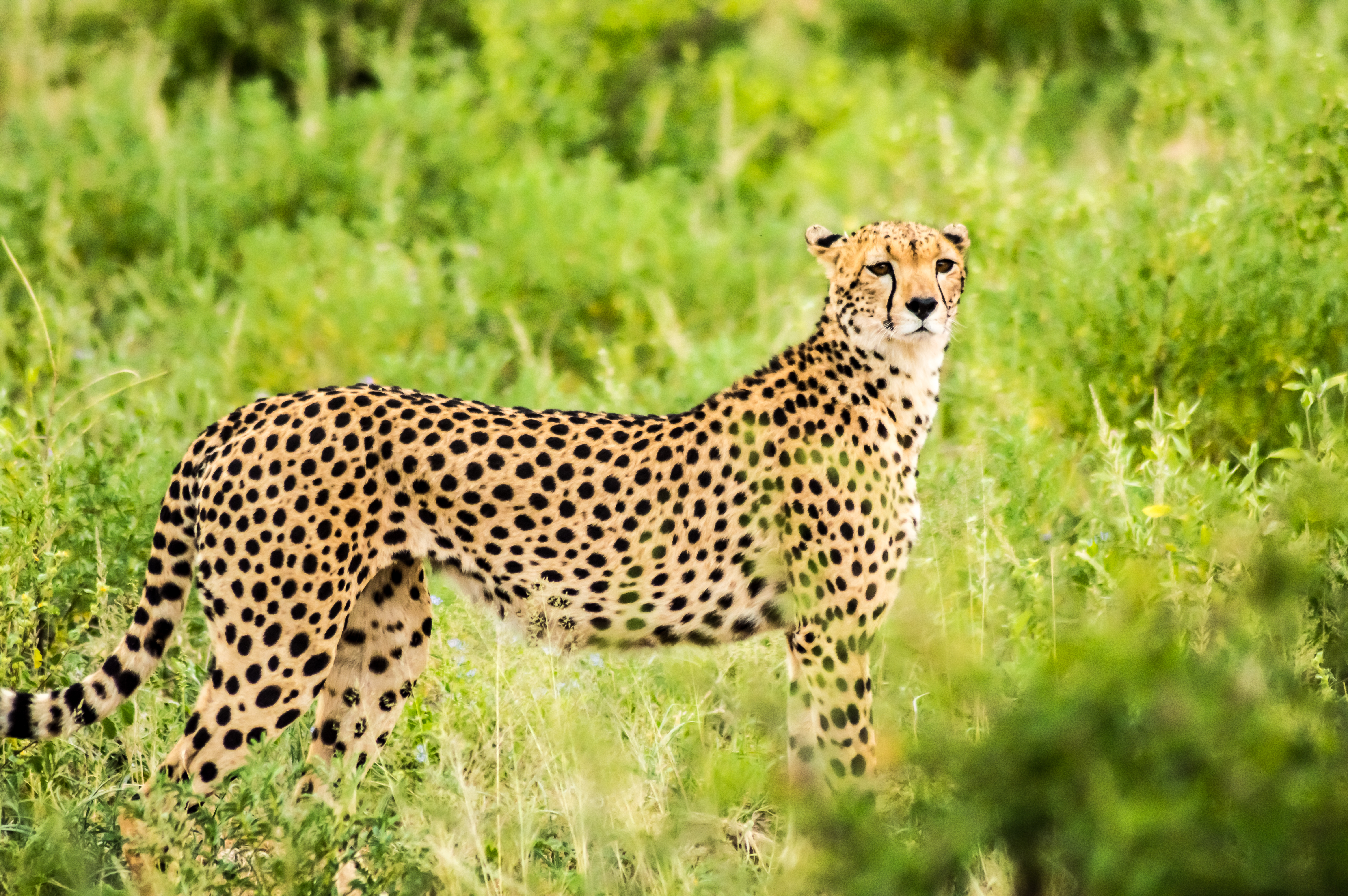 A cheetah in Samburu National Reserve