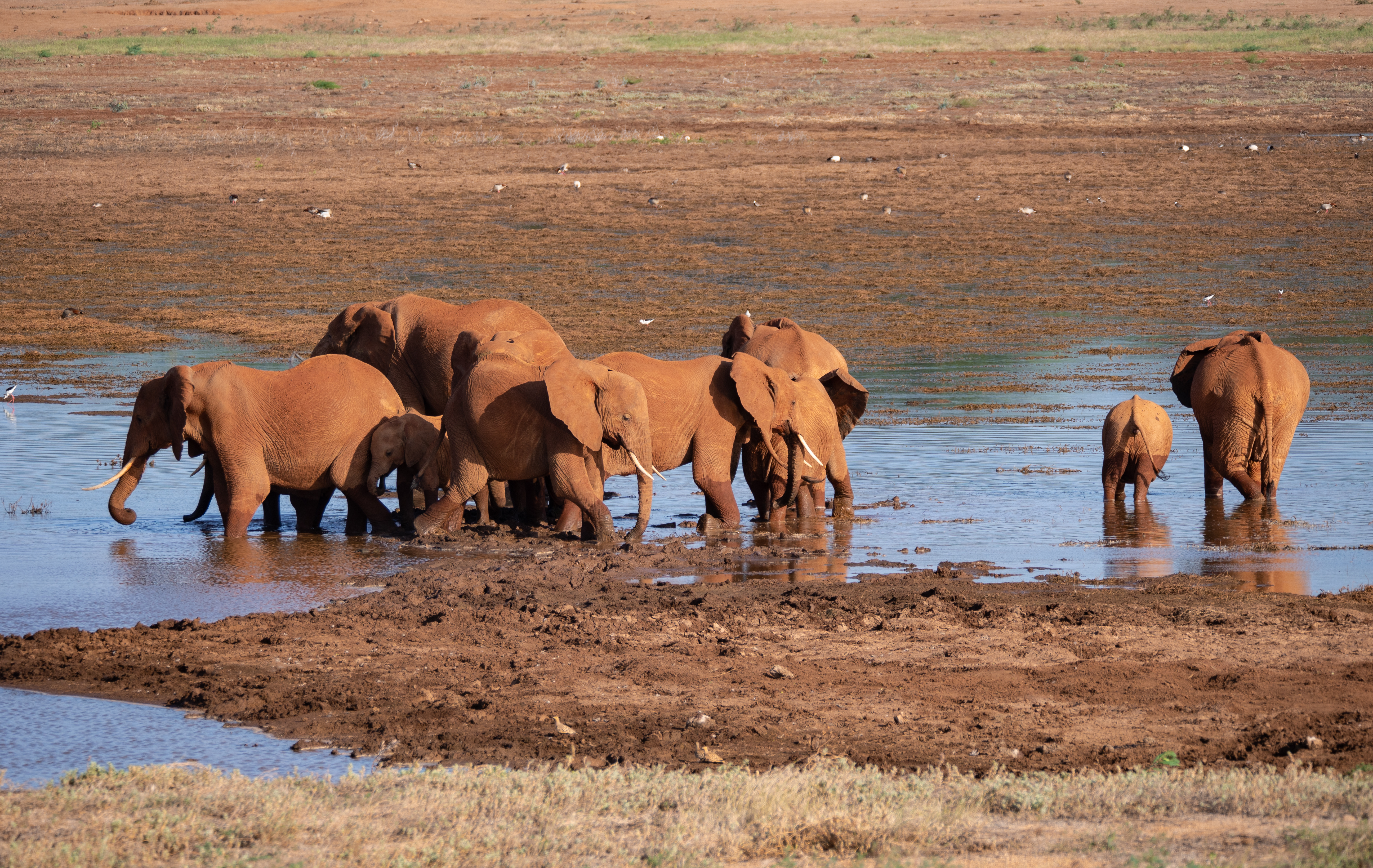 Elephants in Tsavo National Park