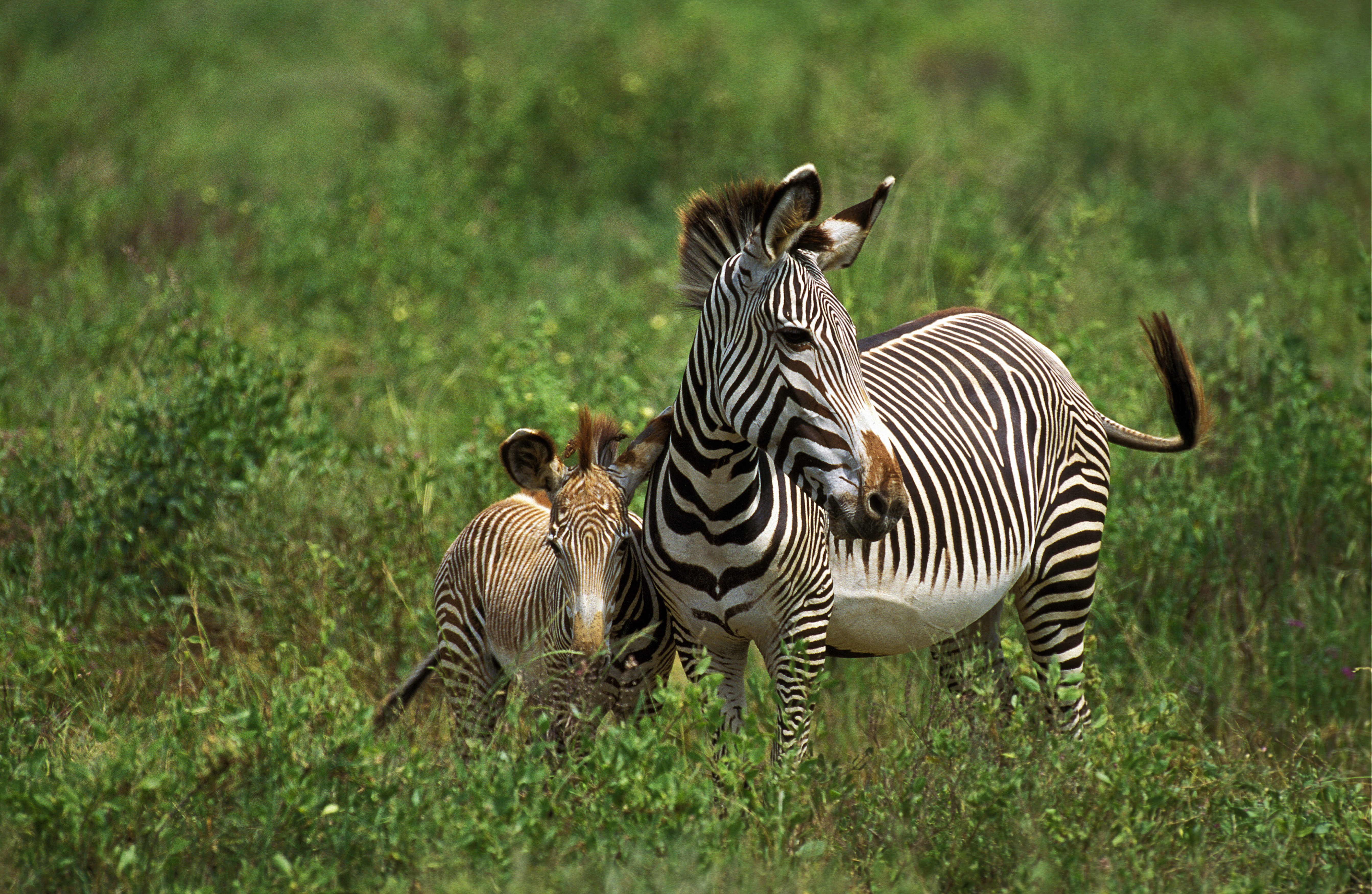 Zebras grazing in Samburu National Reserve