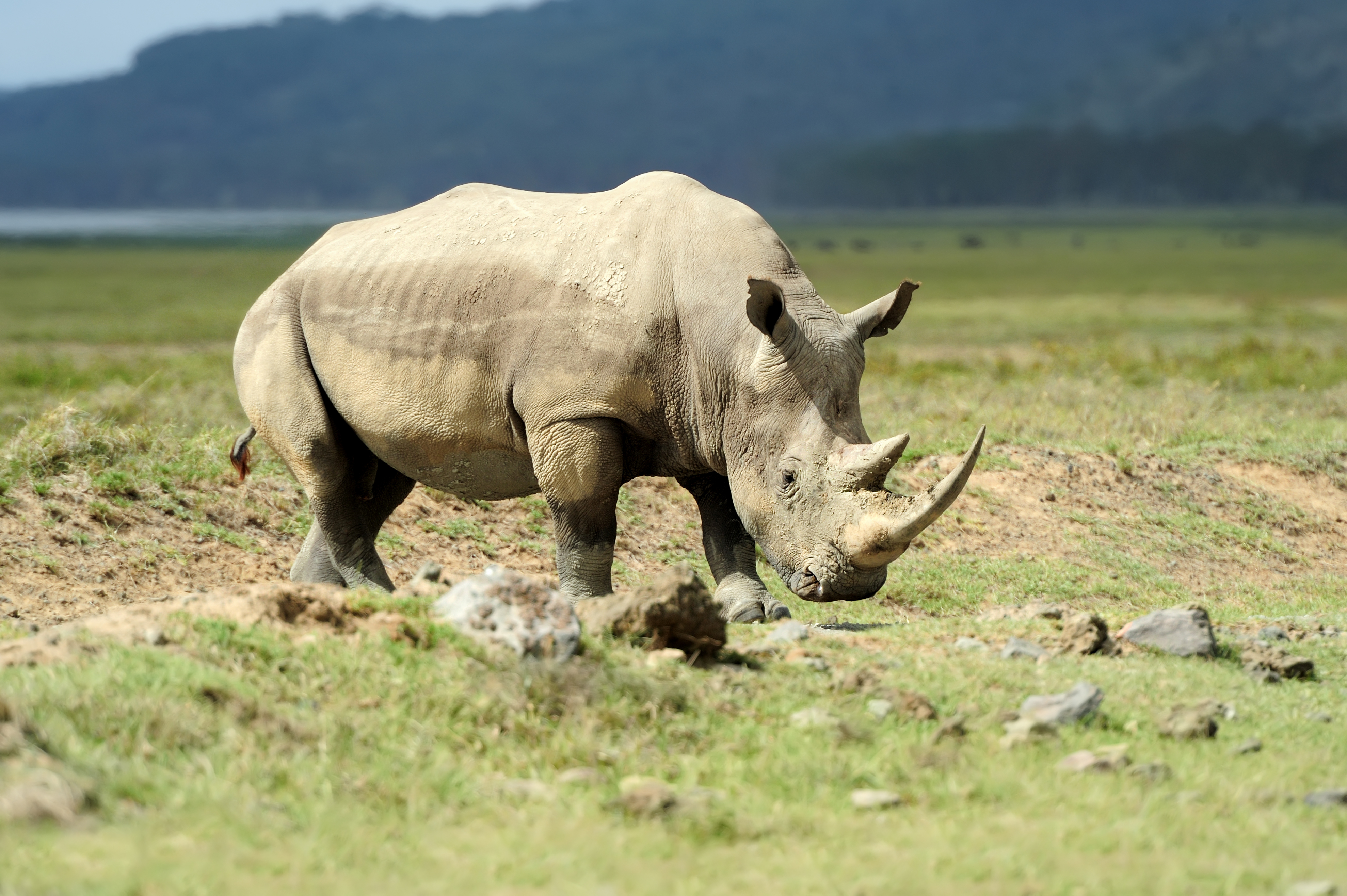 A rhino grazing in Lake Nakuru National park