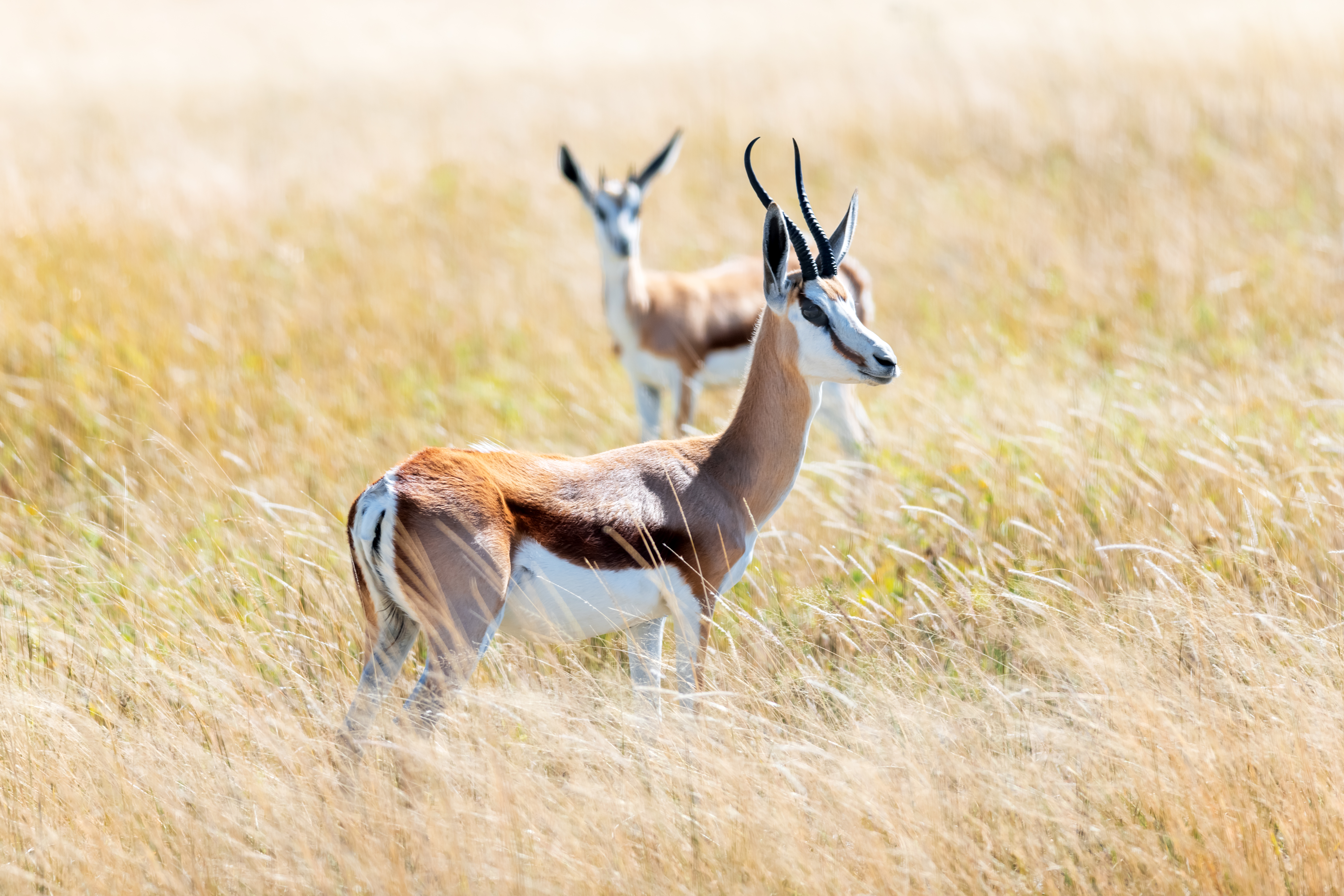 A gazelle in Samburu National Reserve