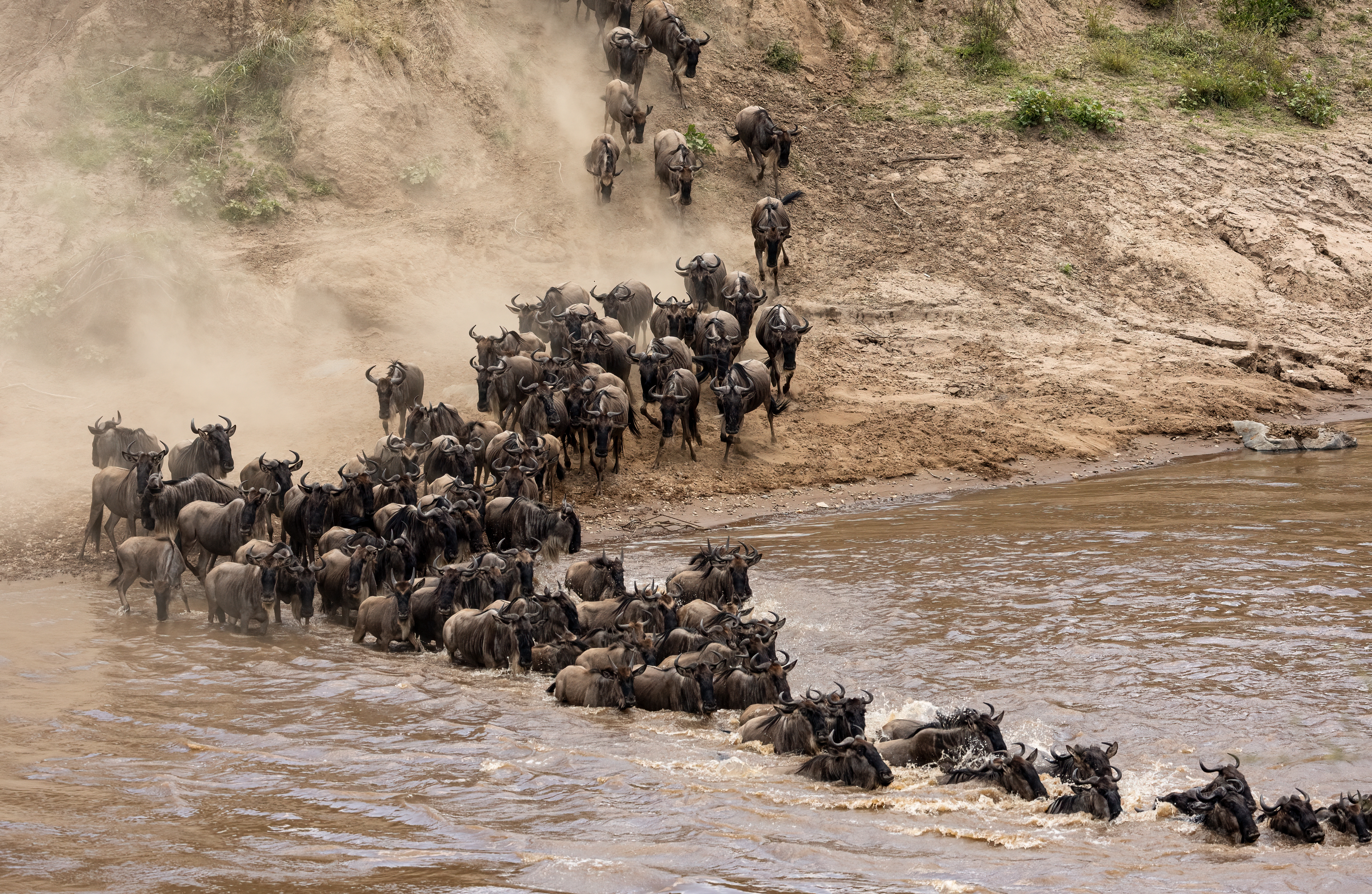 Wildebeests crossing the Mara River