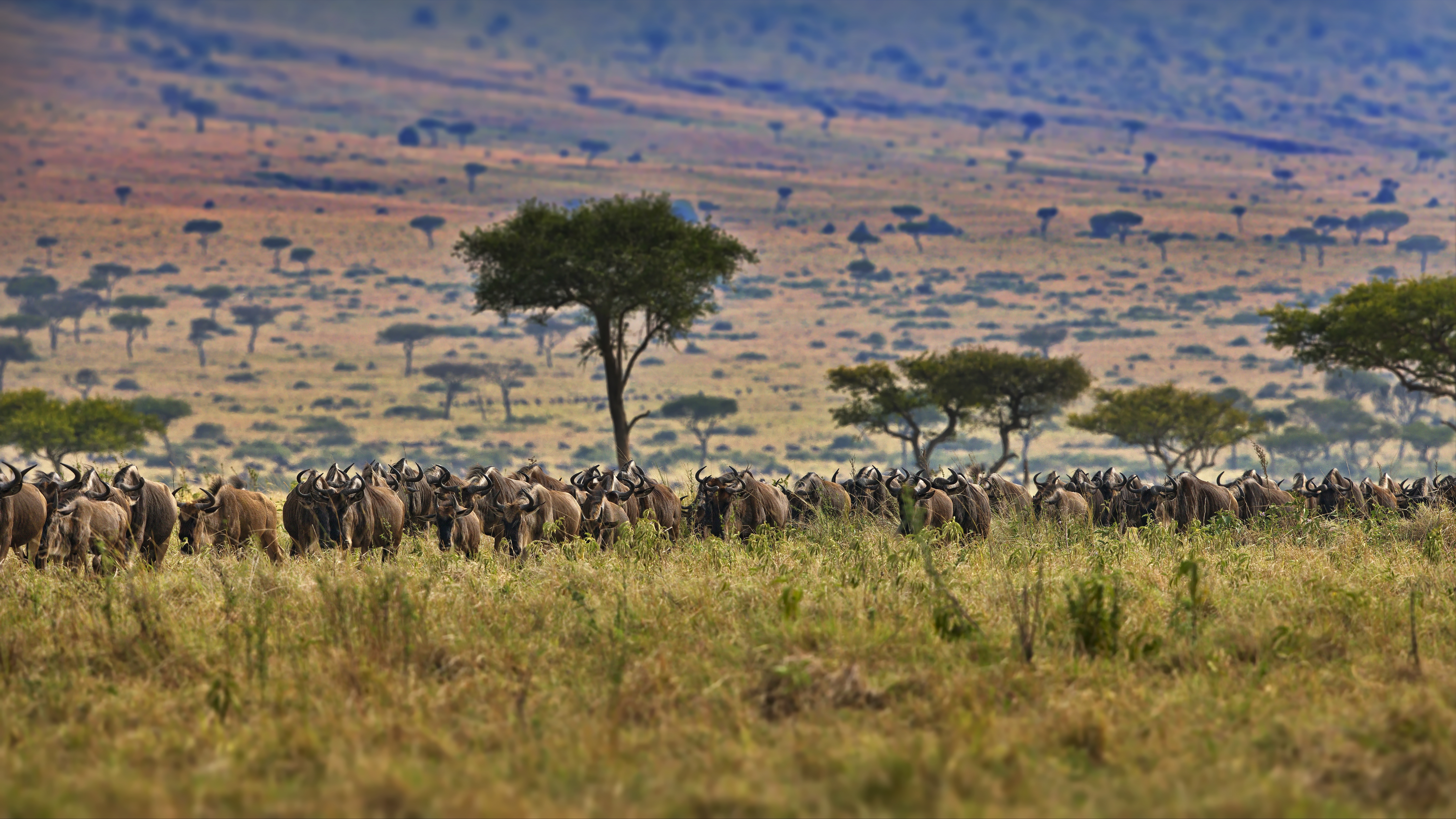 Wildebeests grazing in Maasai Mara