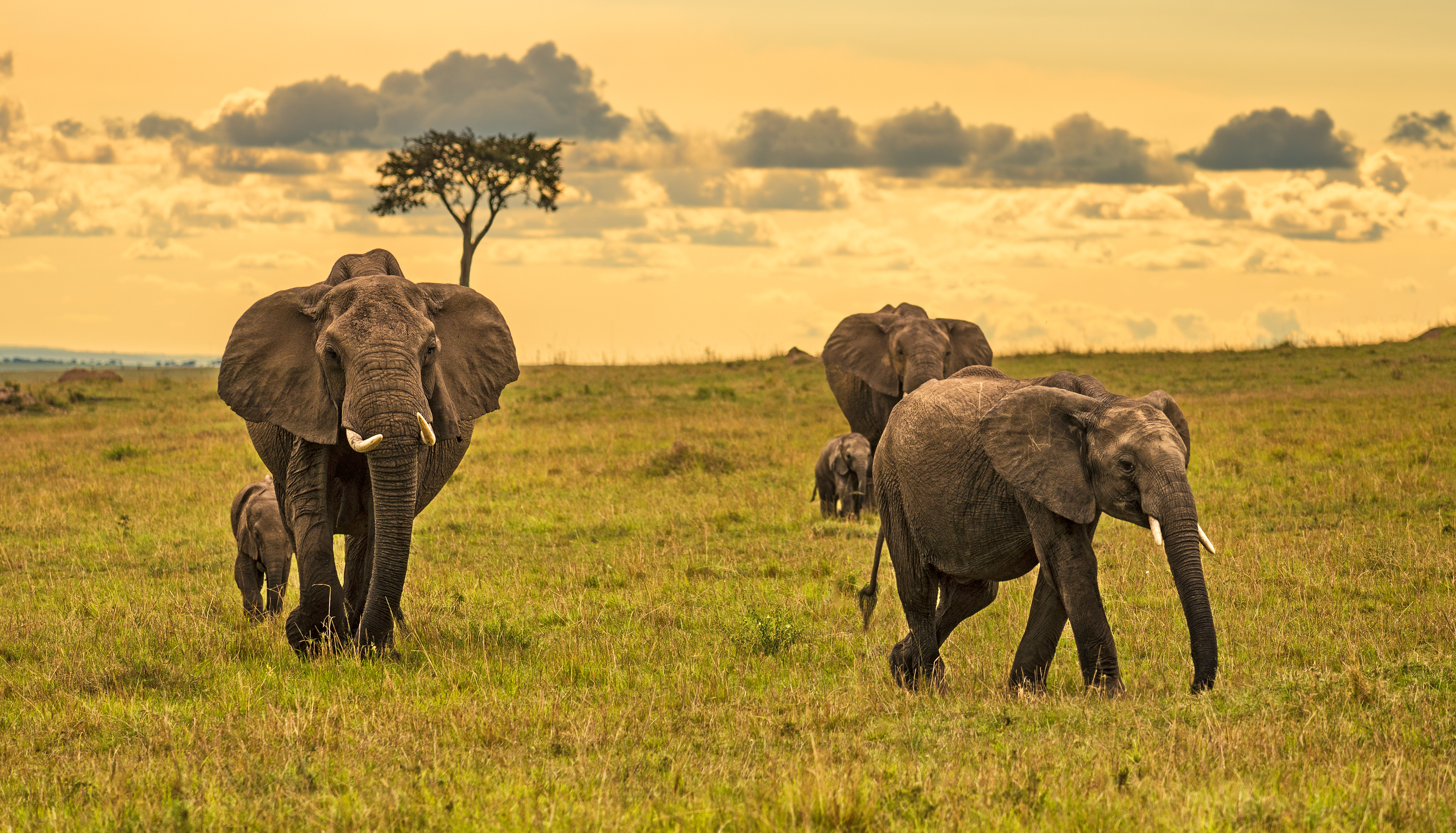 Elephants in the Maasai Mara