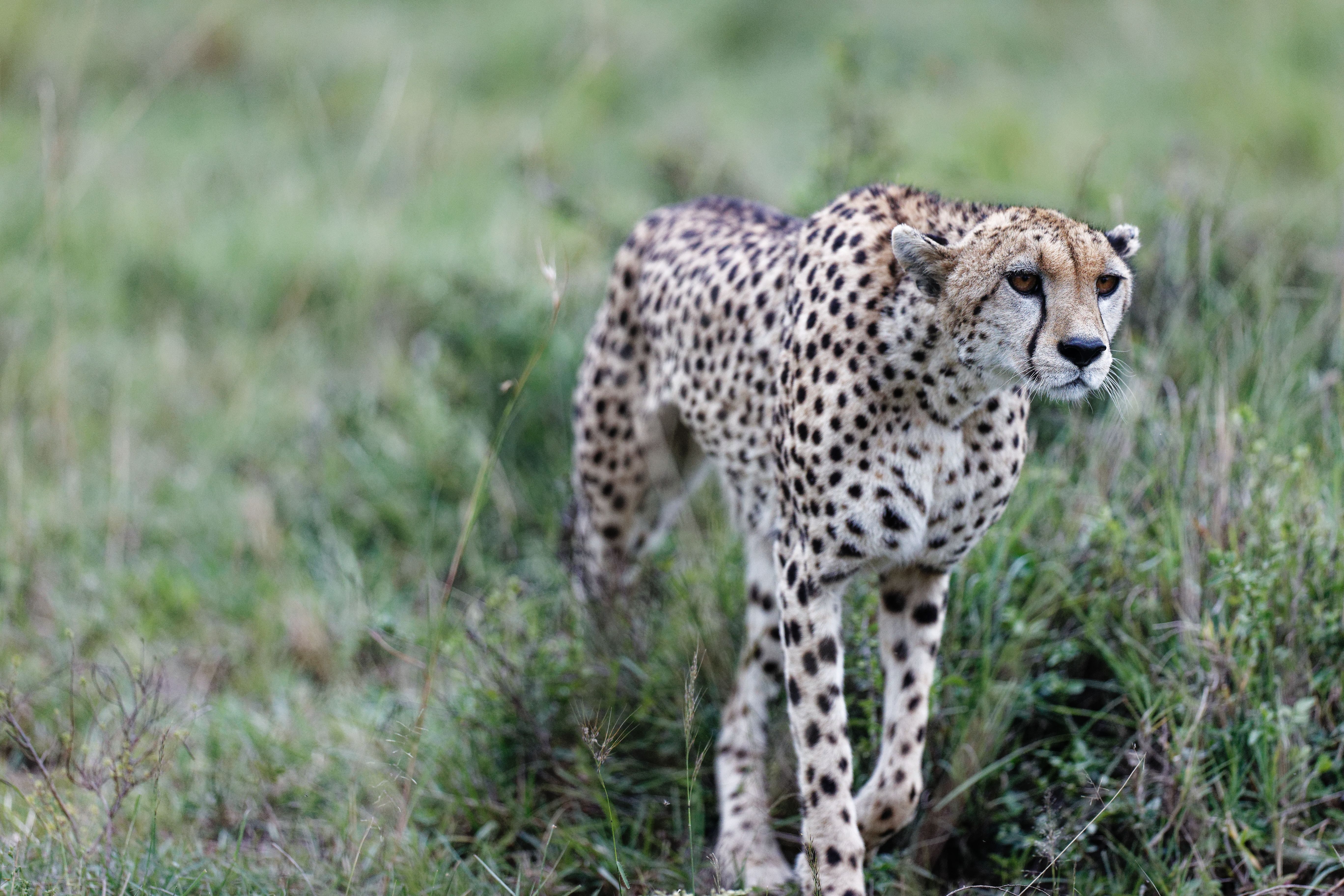 A cheetah in Maasai Mara