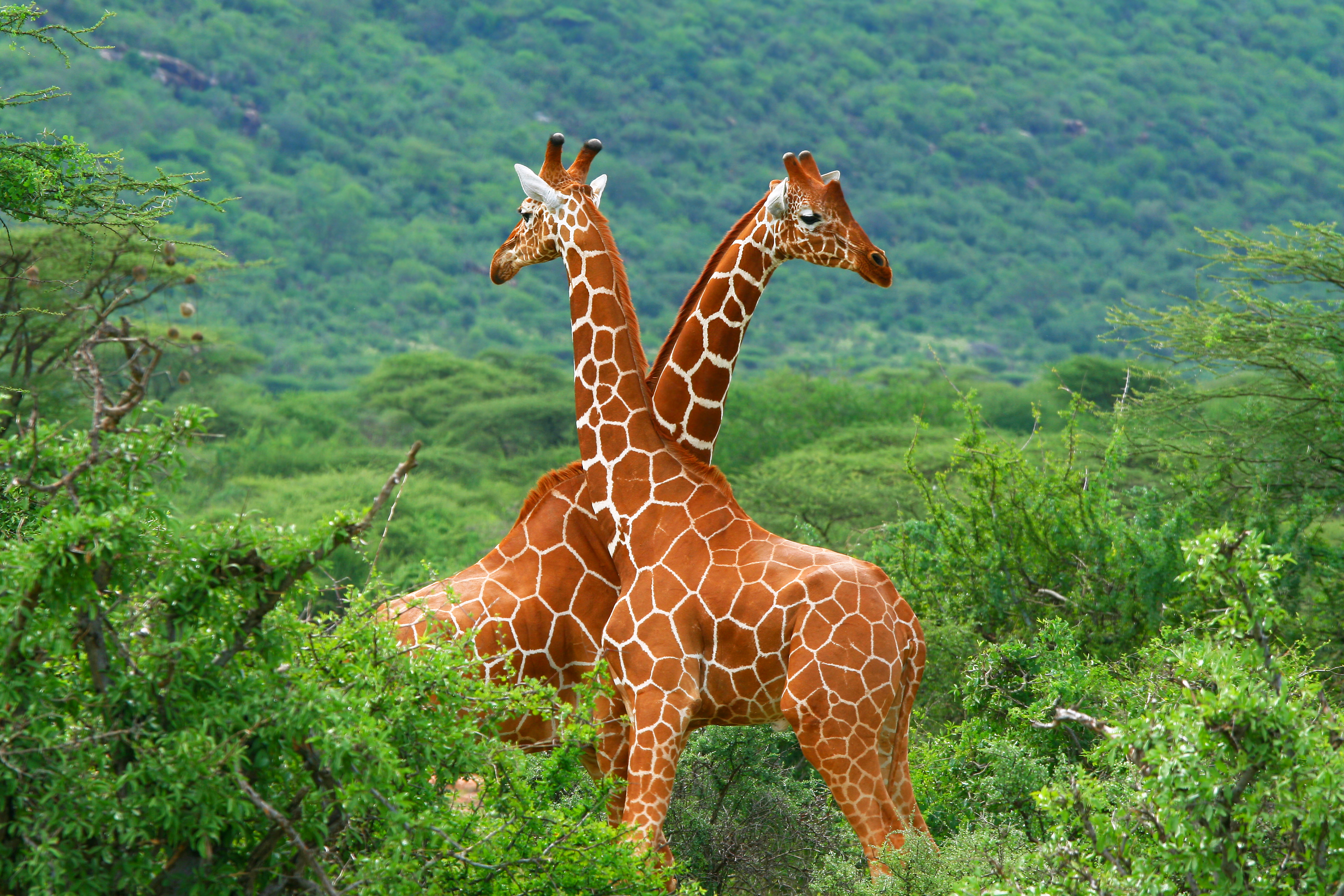 A pair of giraffes