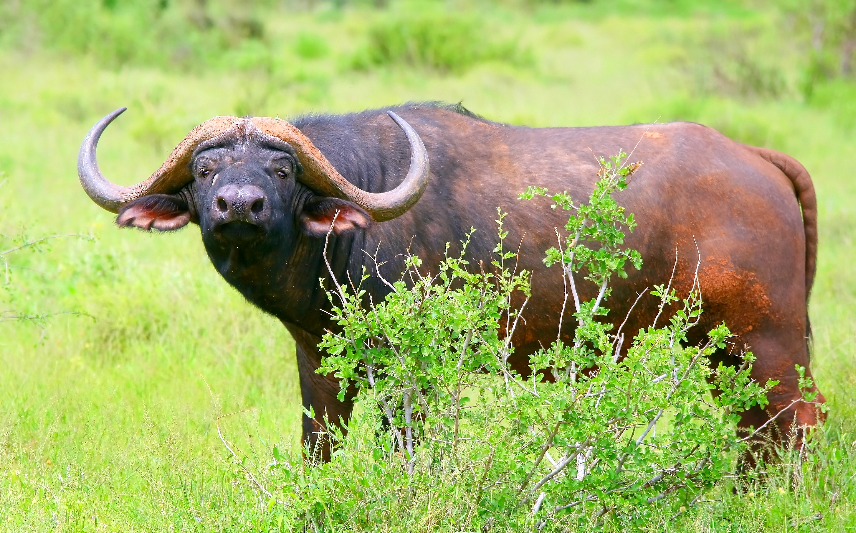 A buffalo in Samburu National Reserve