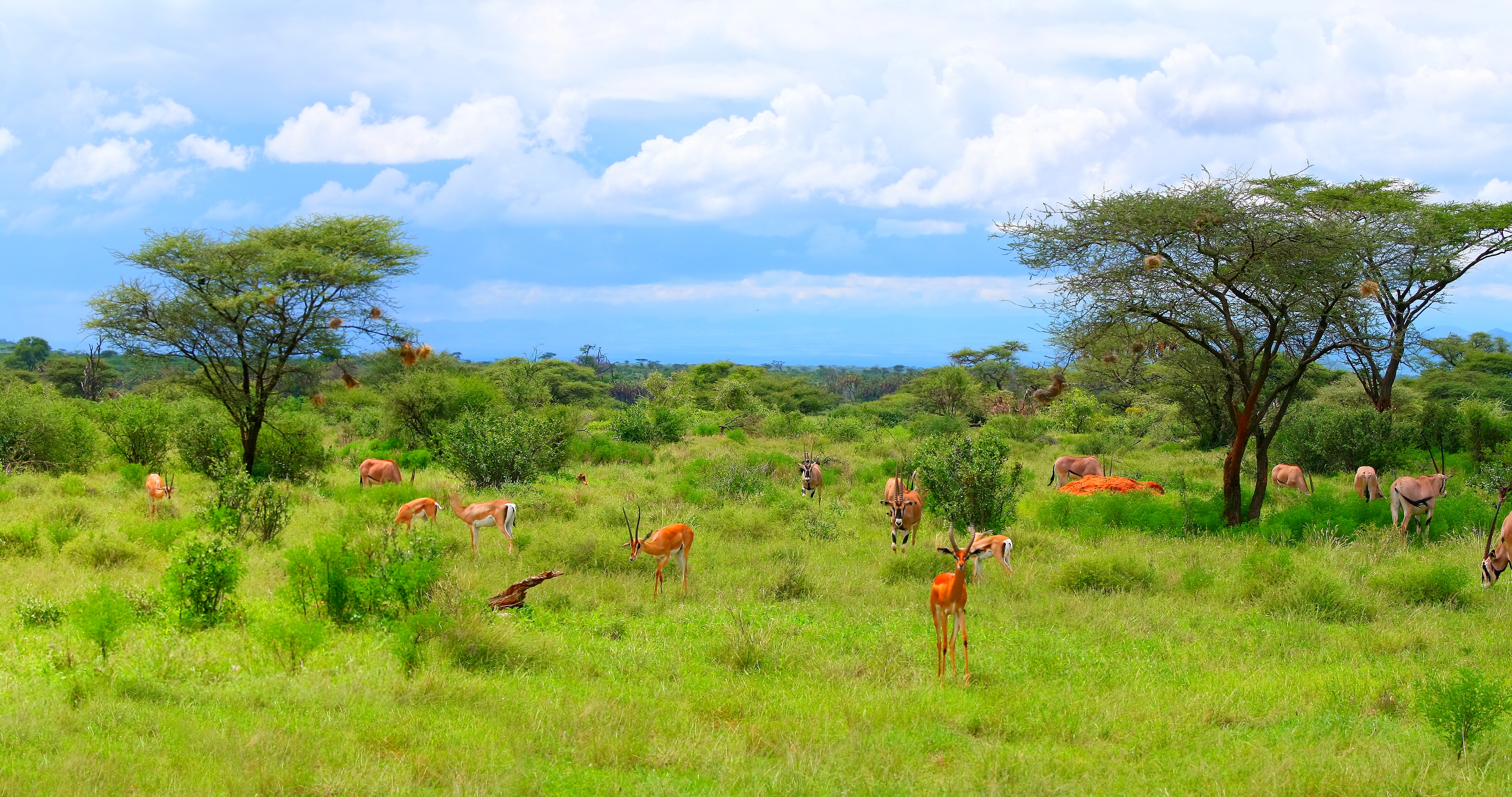 Vast grassland in Samburu National Reserve