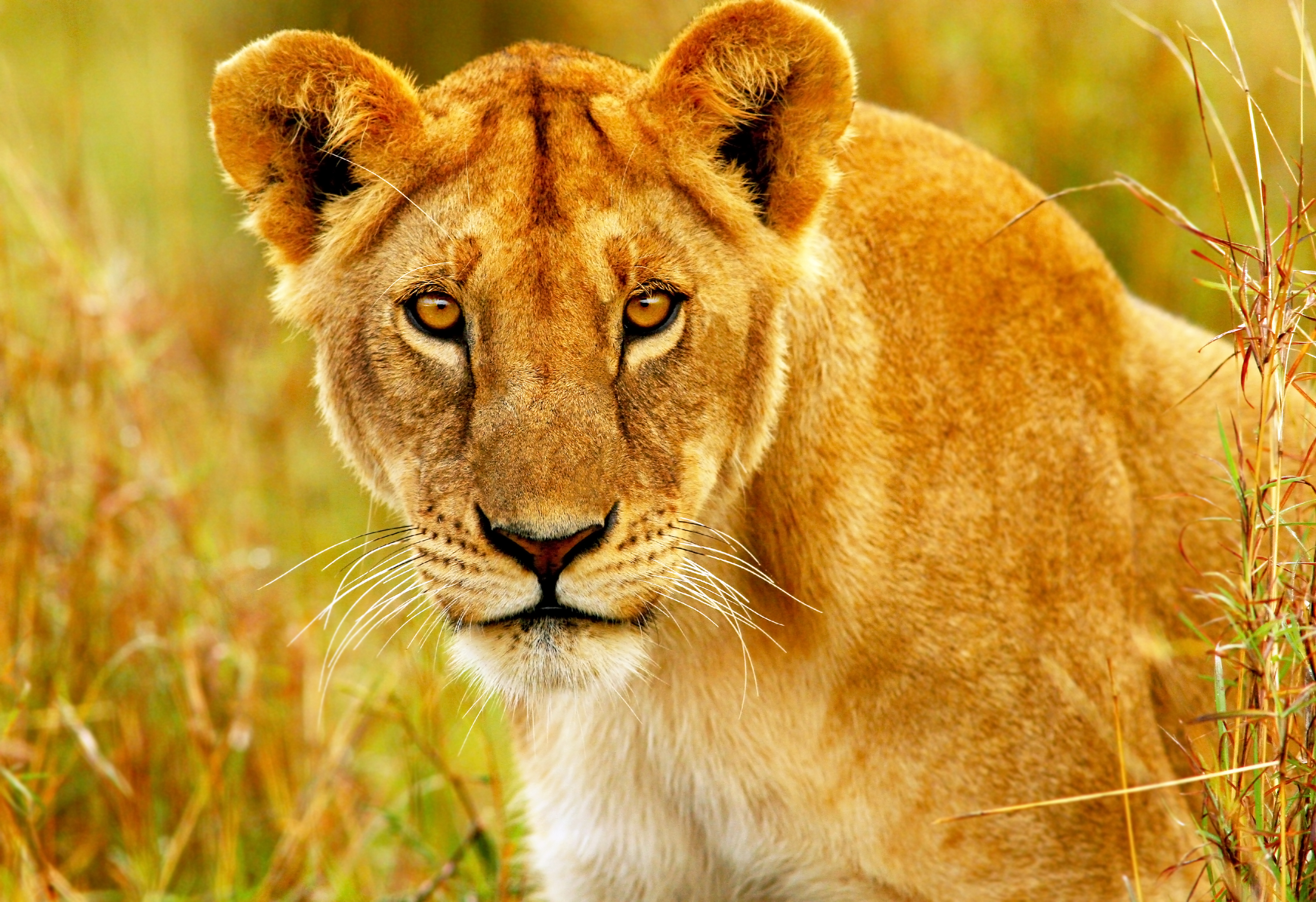 A close-up photo of a lioness in Maasai Mara