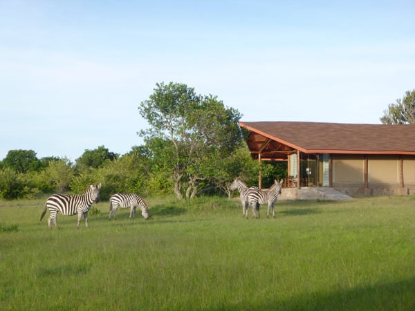 Zebras grazing gracefully at the Simba Oryx Nature Tented Camp