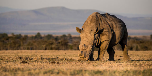 Rhino grazing at the Masai Mara National Reserve