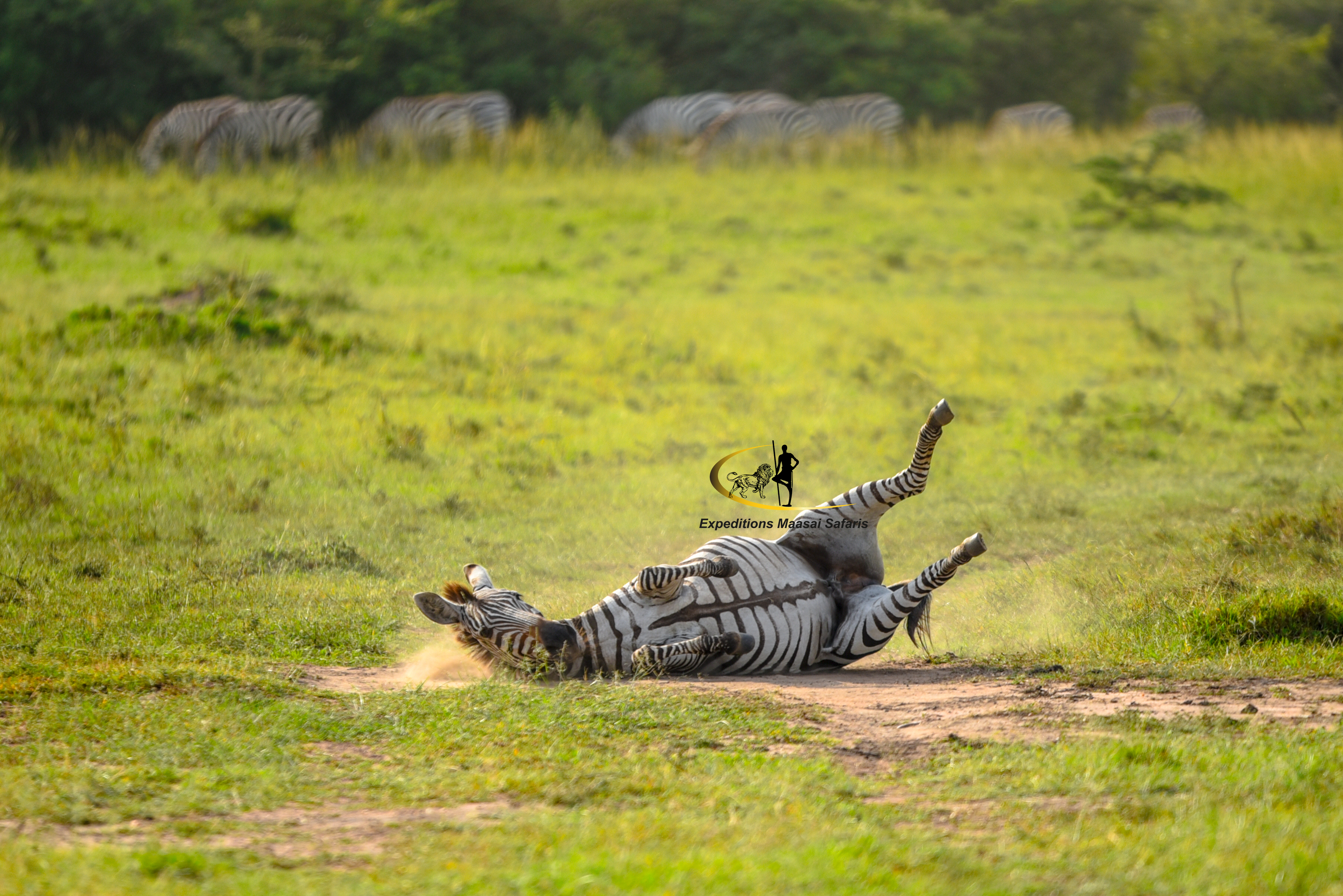 A zebra taking a bath in the Mara