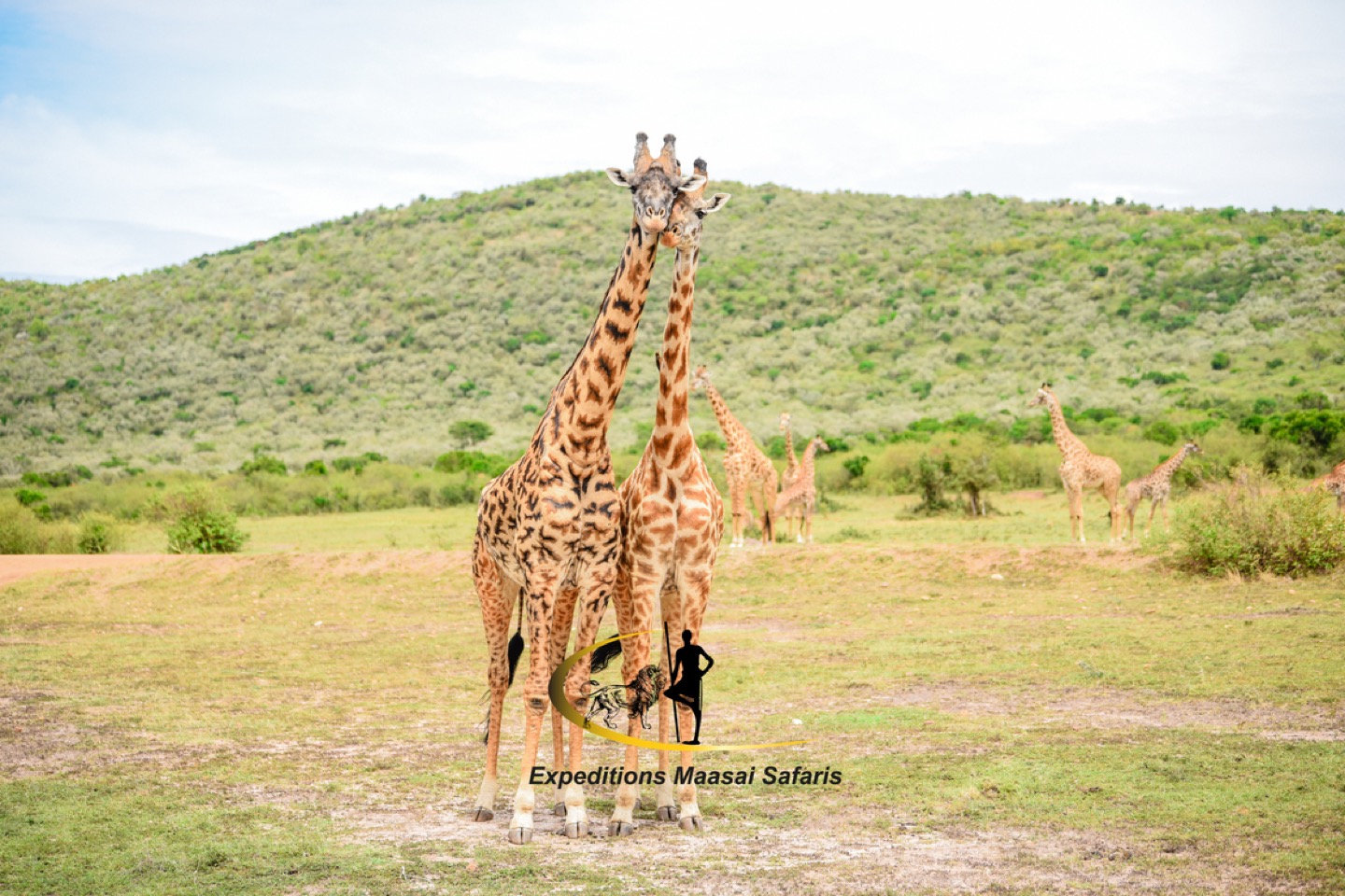 Giraffes at the Masai Mara