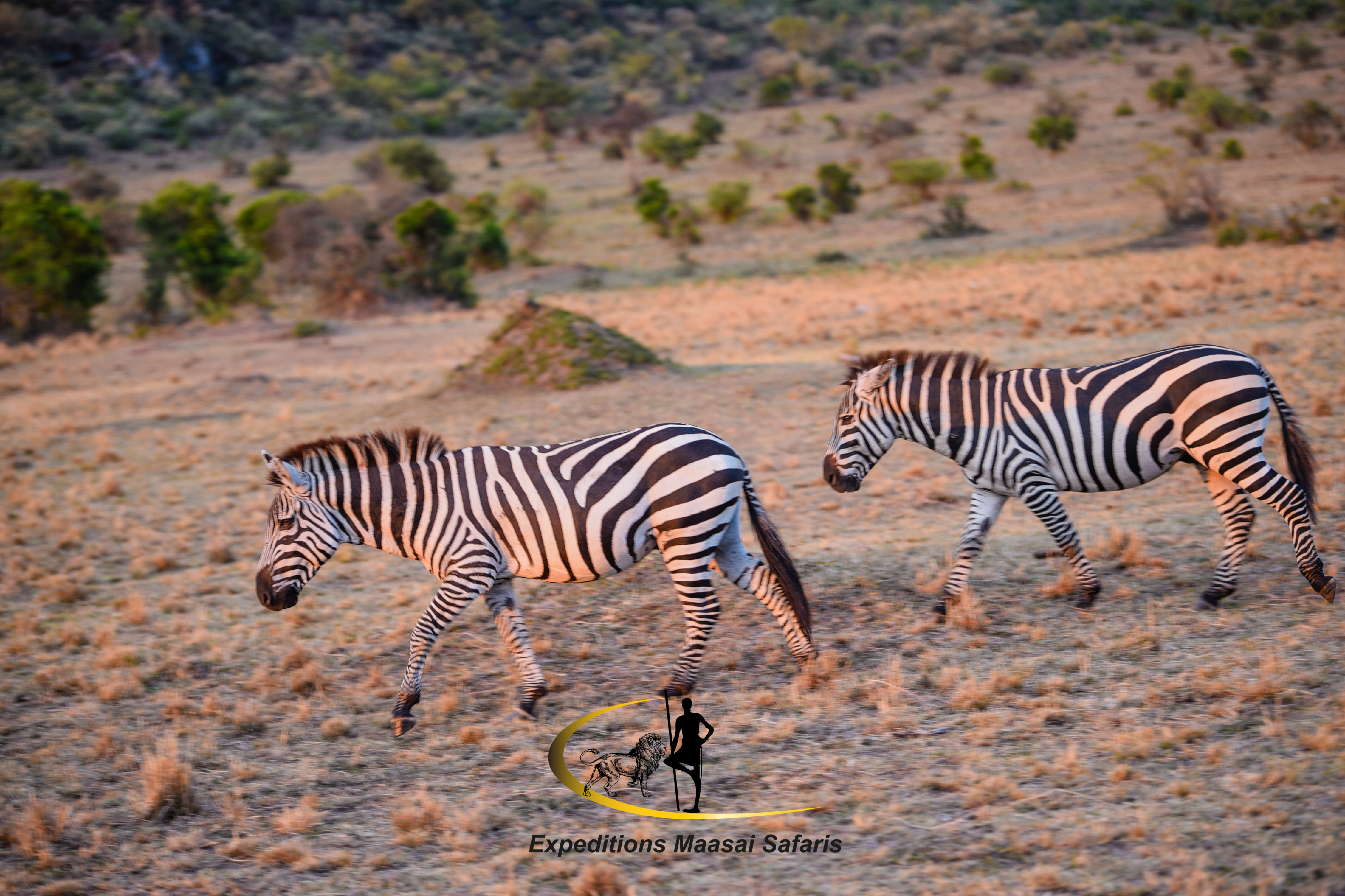 Zebras in the Maasai Mara