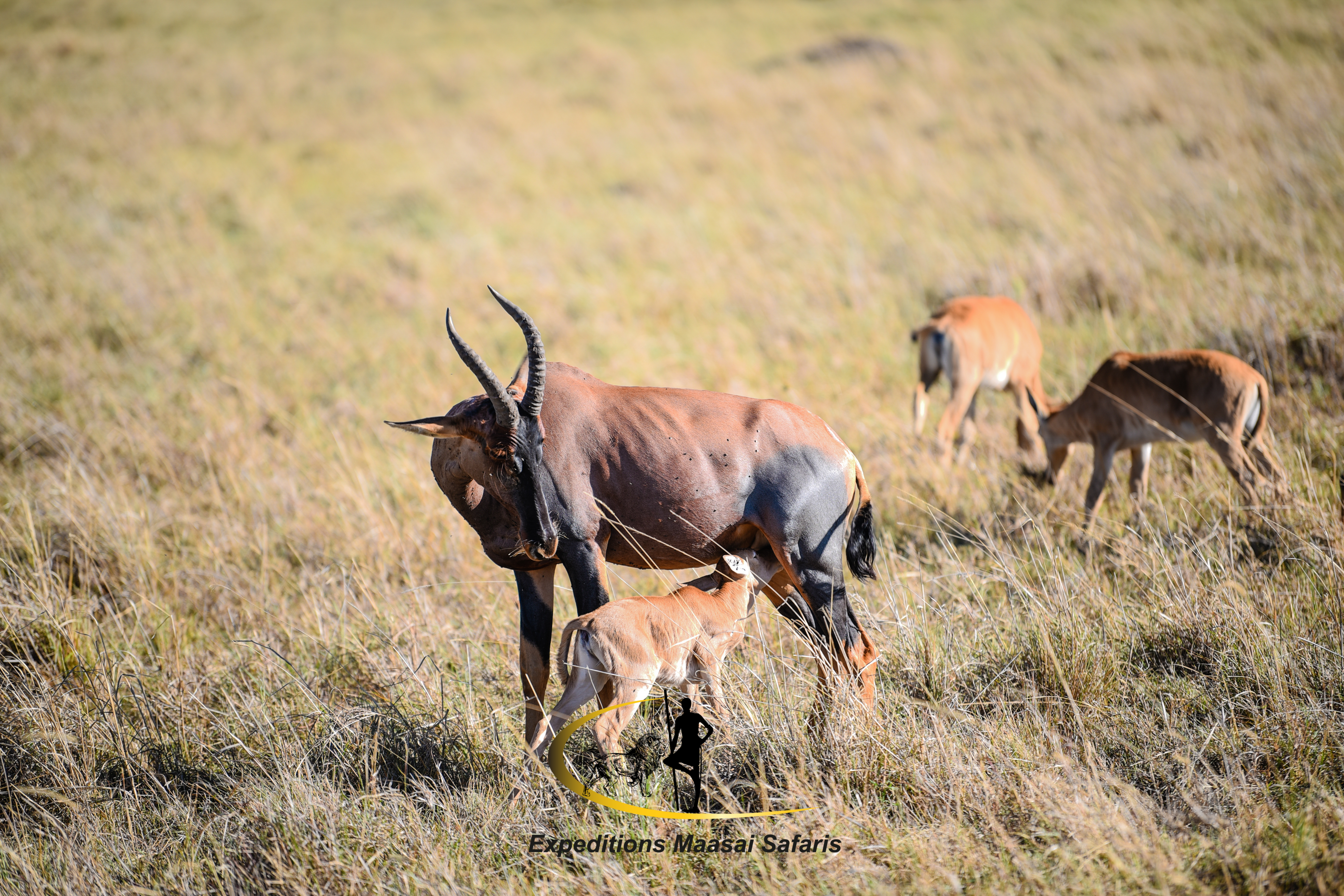 An impala with her calf