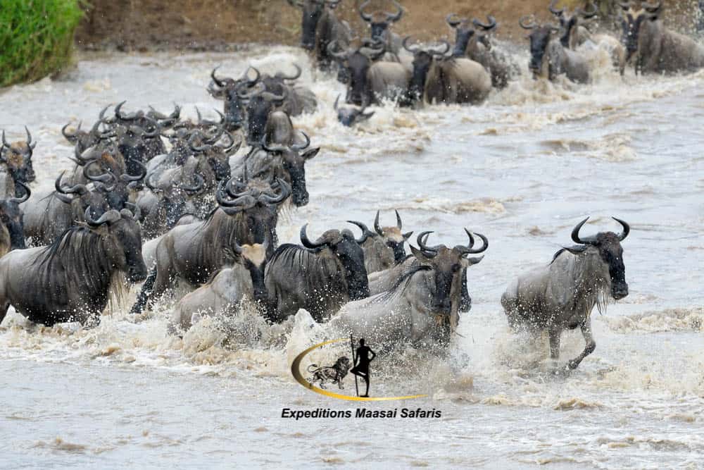 Wildebeests crossing the crocodile infested Mara River at the Masai Mara National Reserve in Kenya