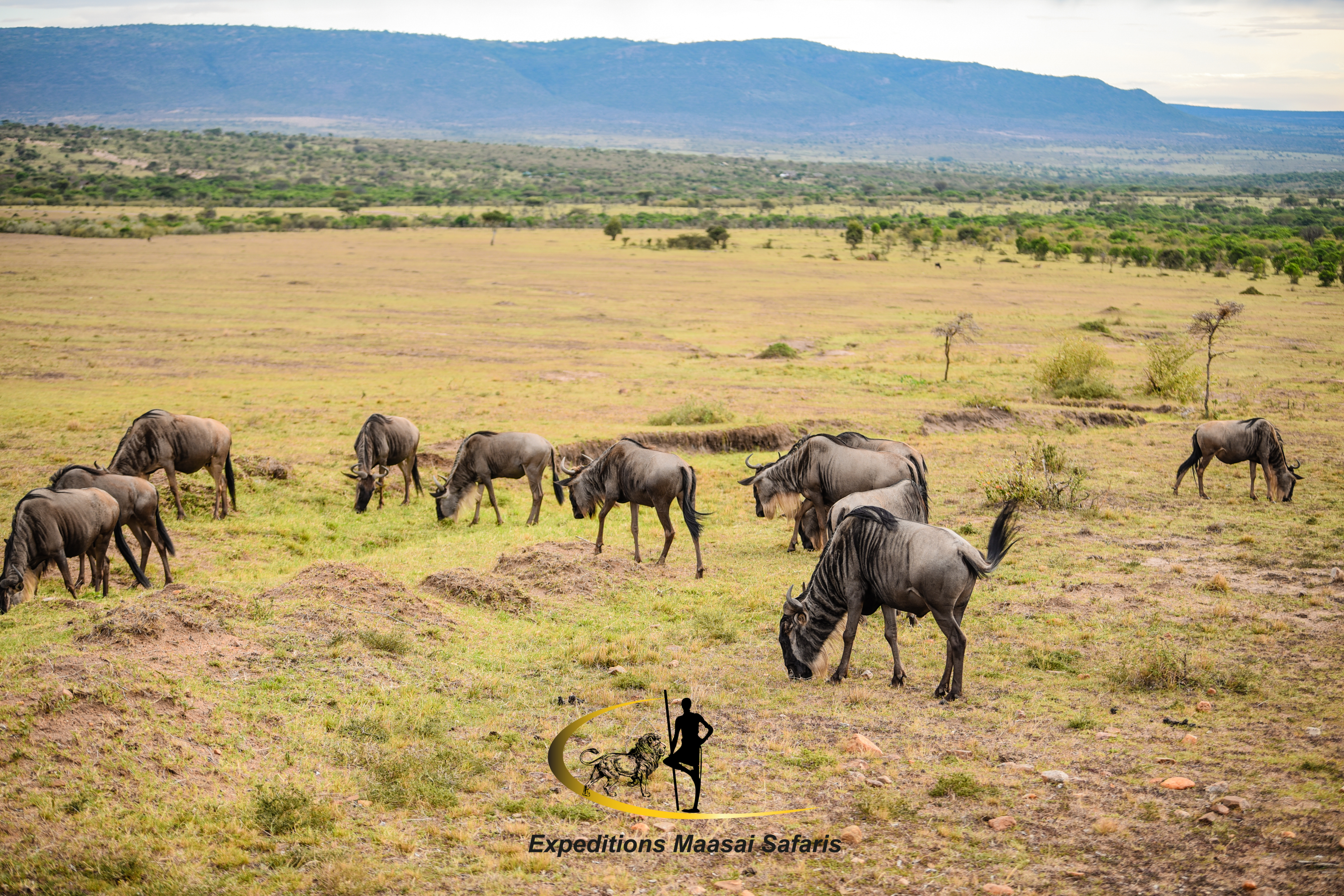 A herd of wildebeests grazing in the Mara